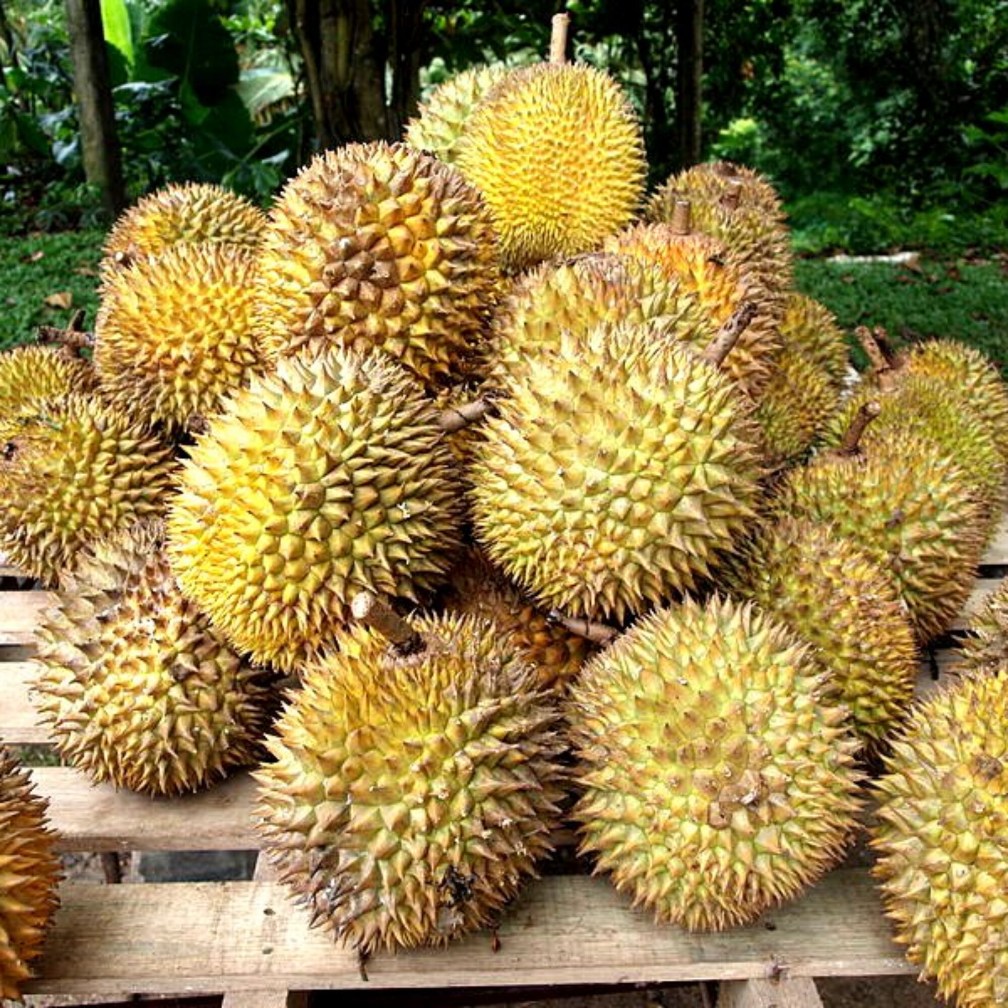 Durians!
