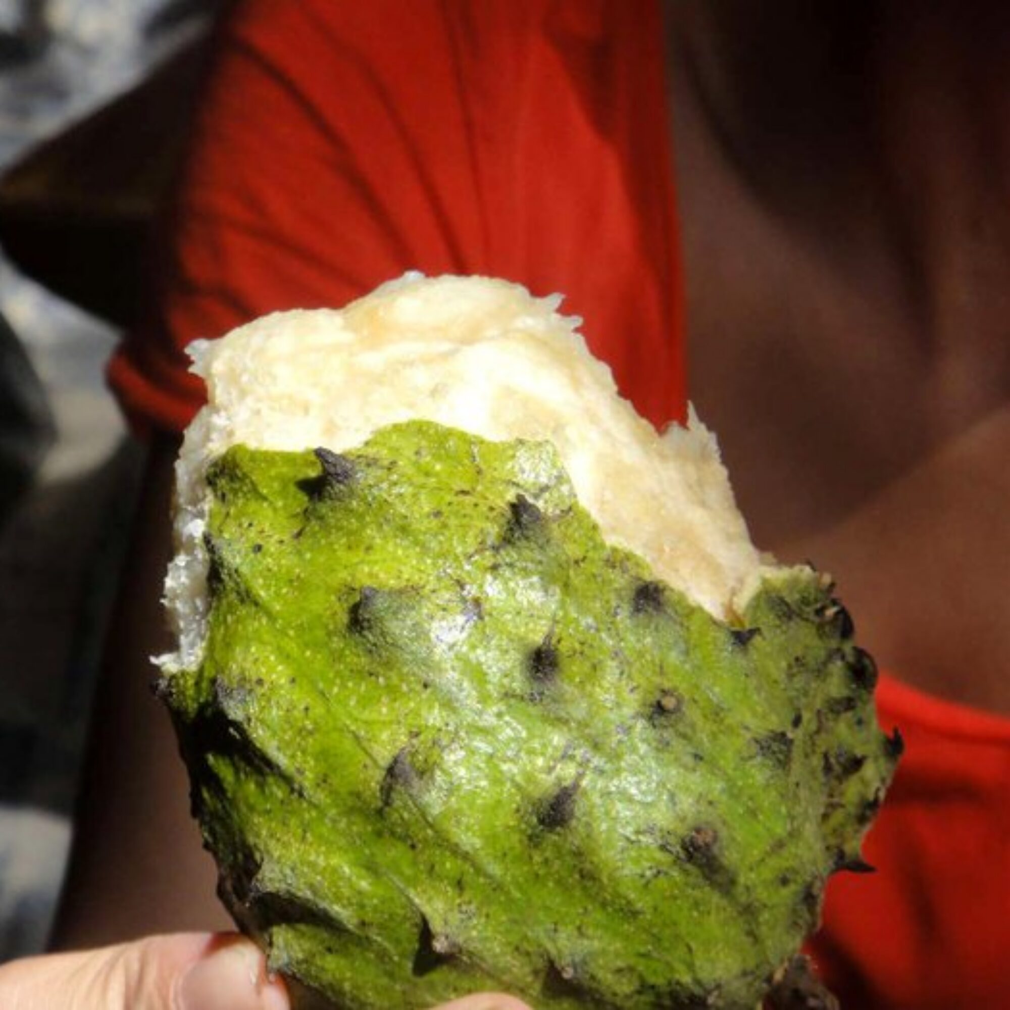 Soursops — my new favorite fruit!