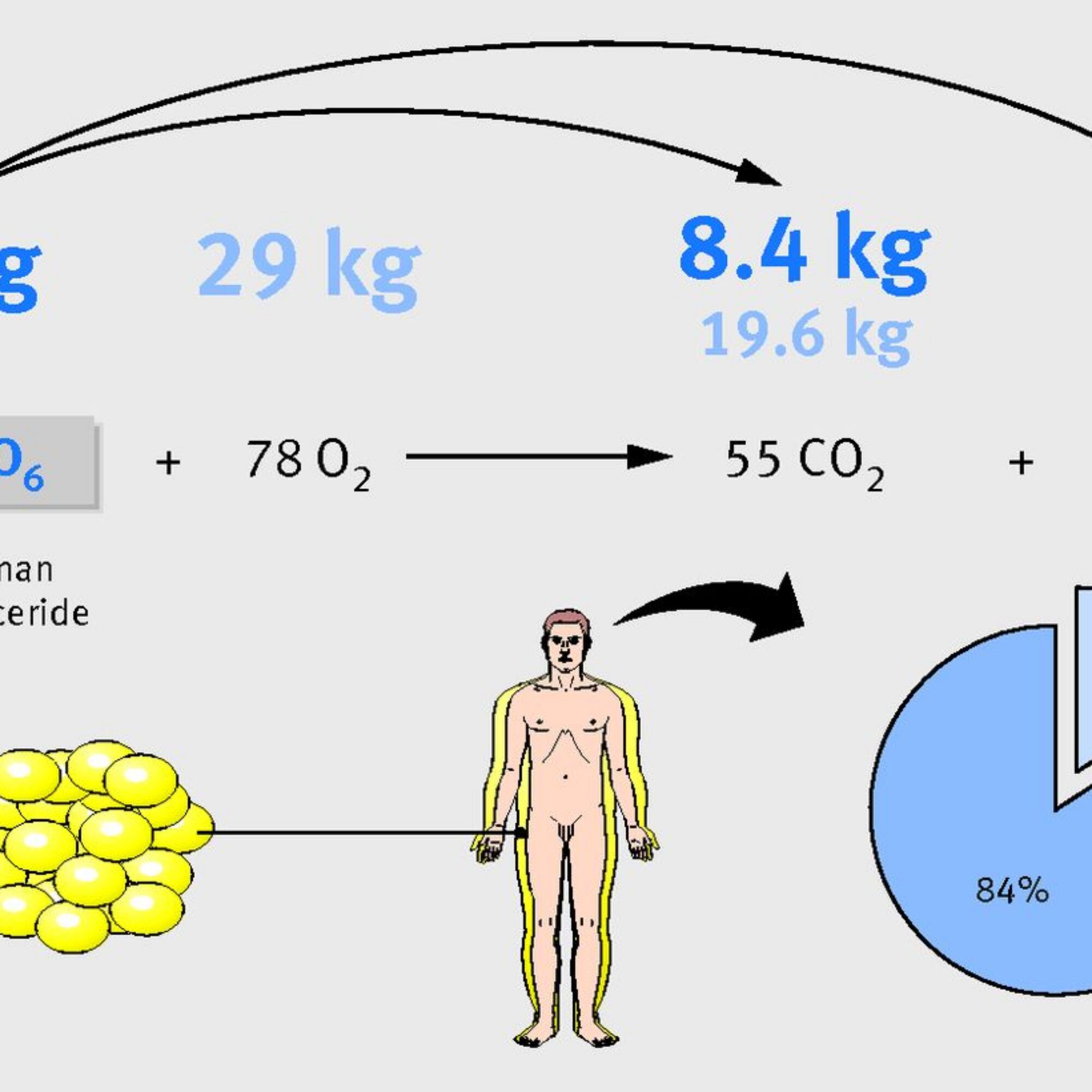 Some science on where fat goes when you lose it