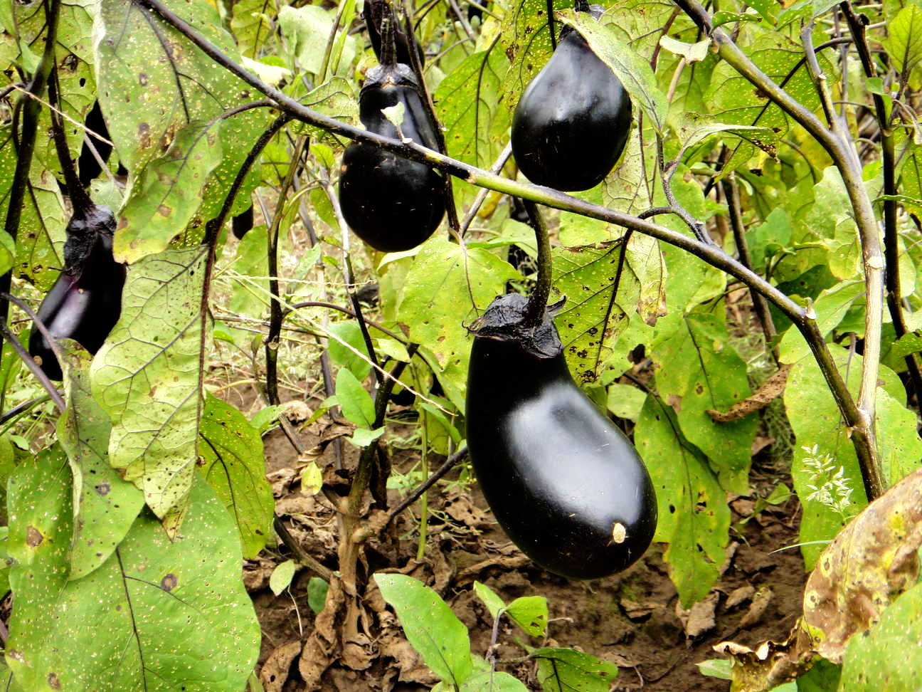 Read more about the article Avoiding food packaging