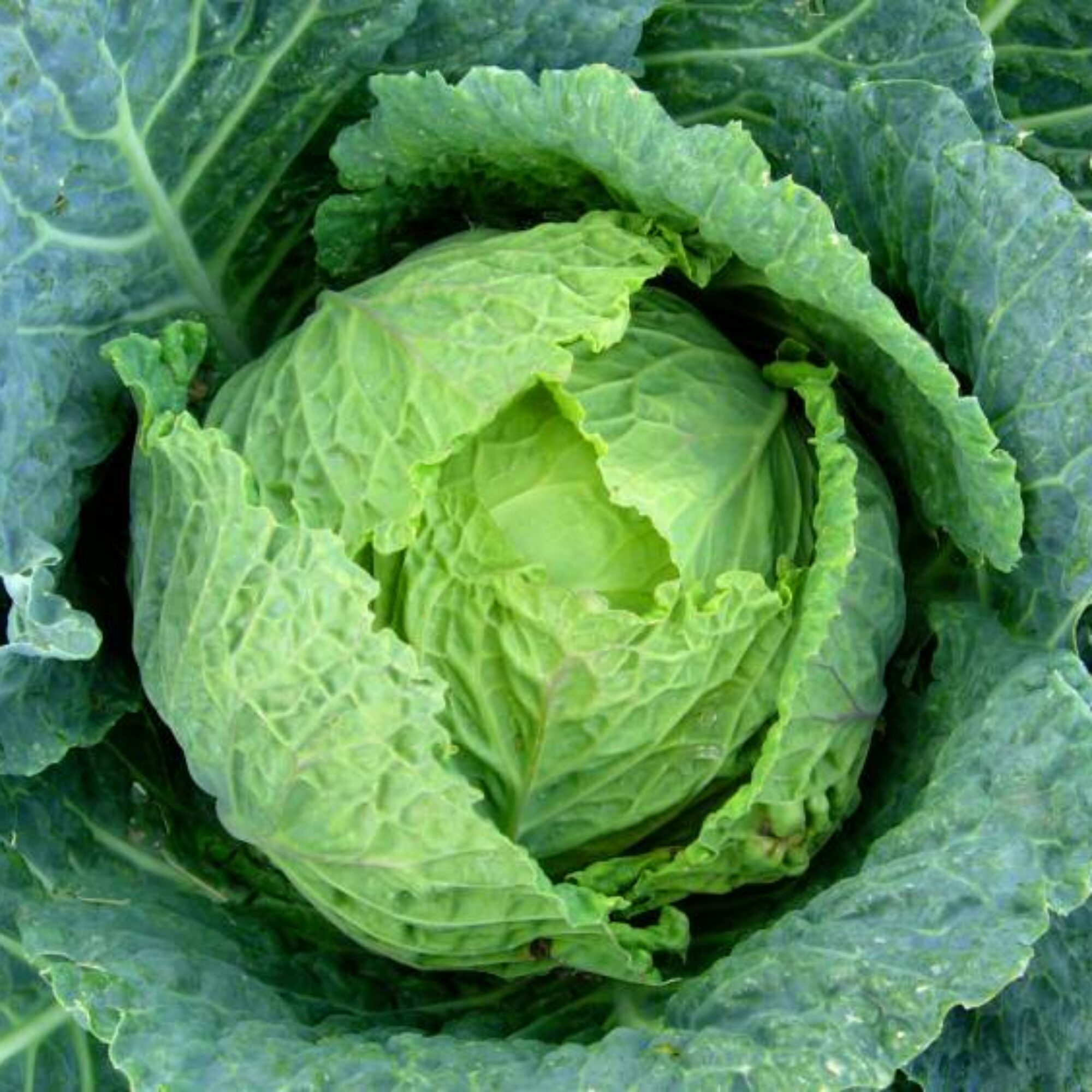 Cabbage