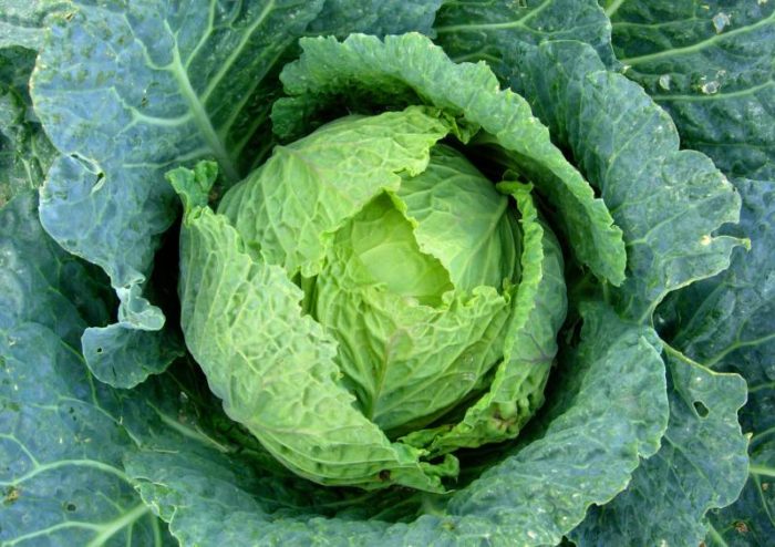 cabbage