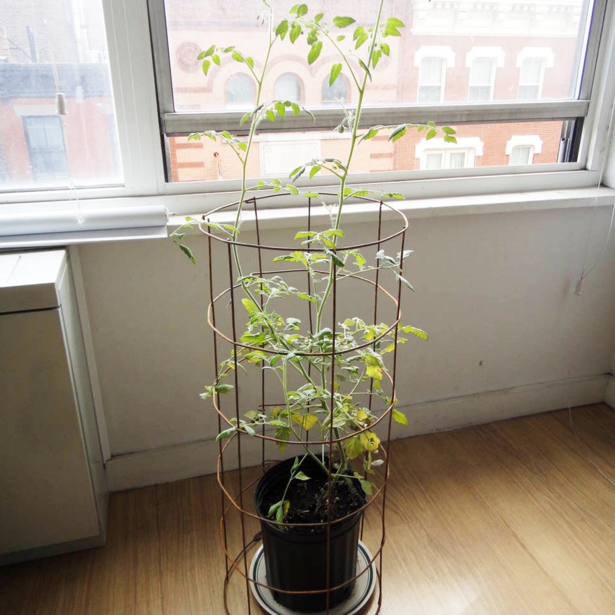 Creating life … my first tomato!