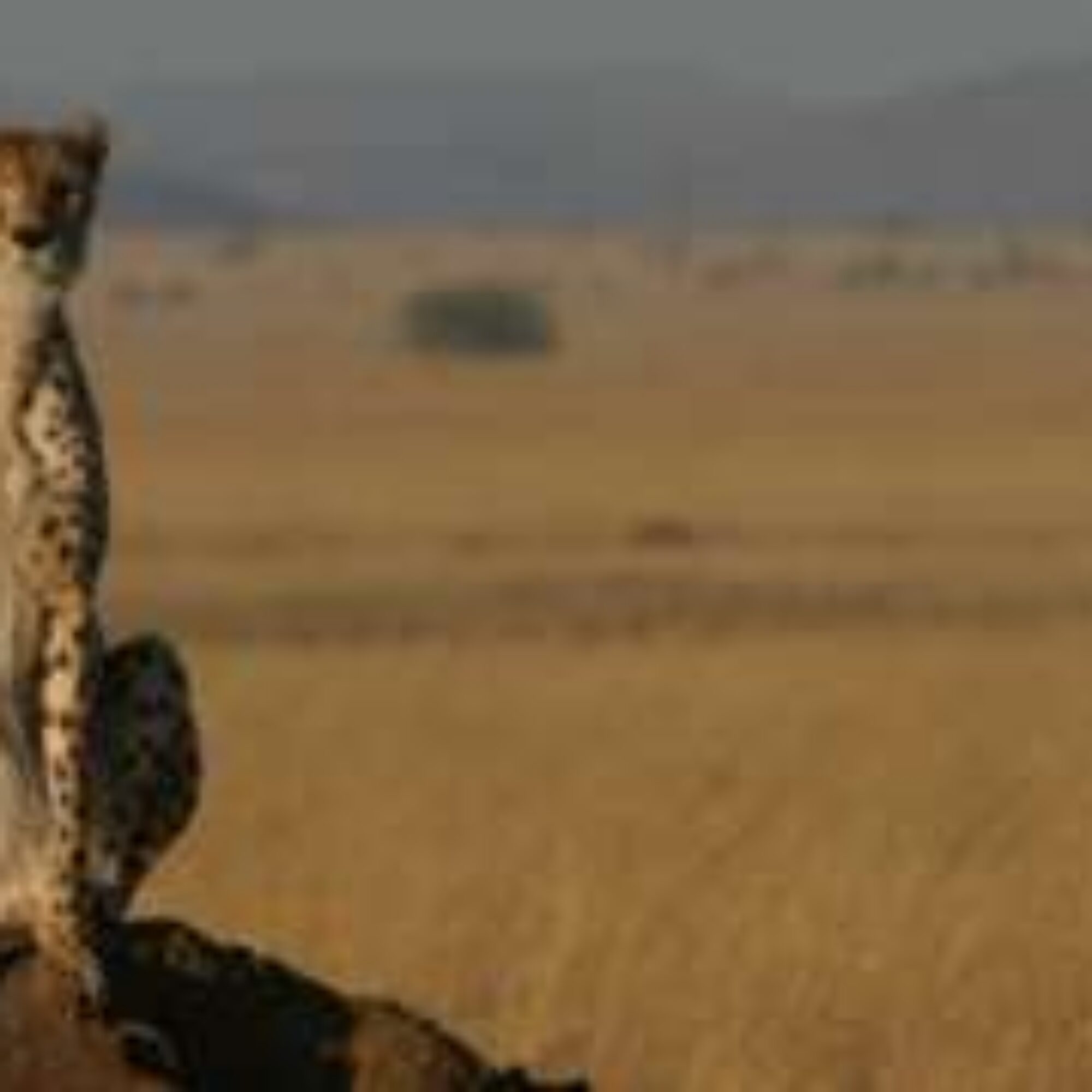 Cheetah extinction, the Earth’s carrying capacity, and how many kids you want