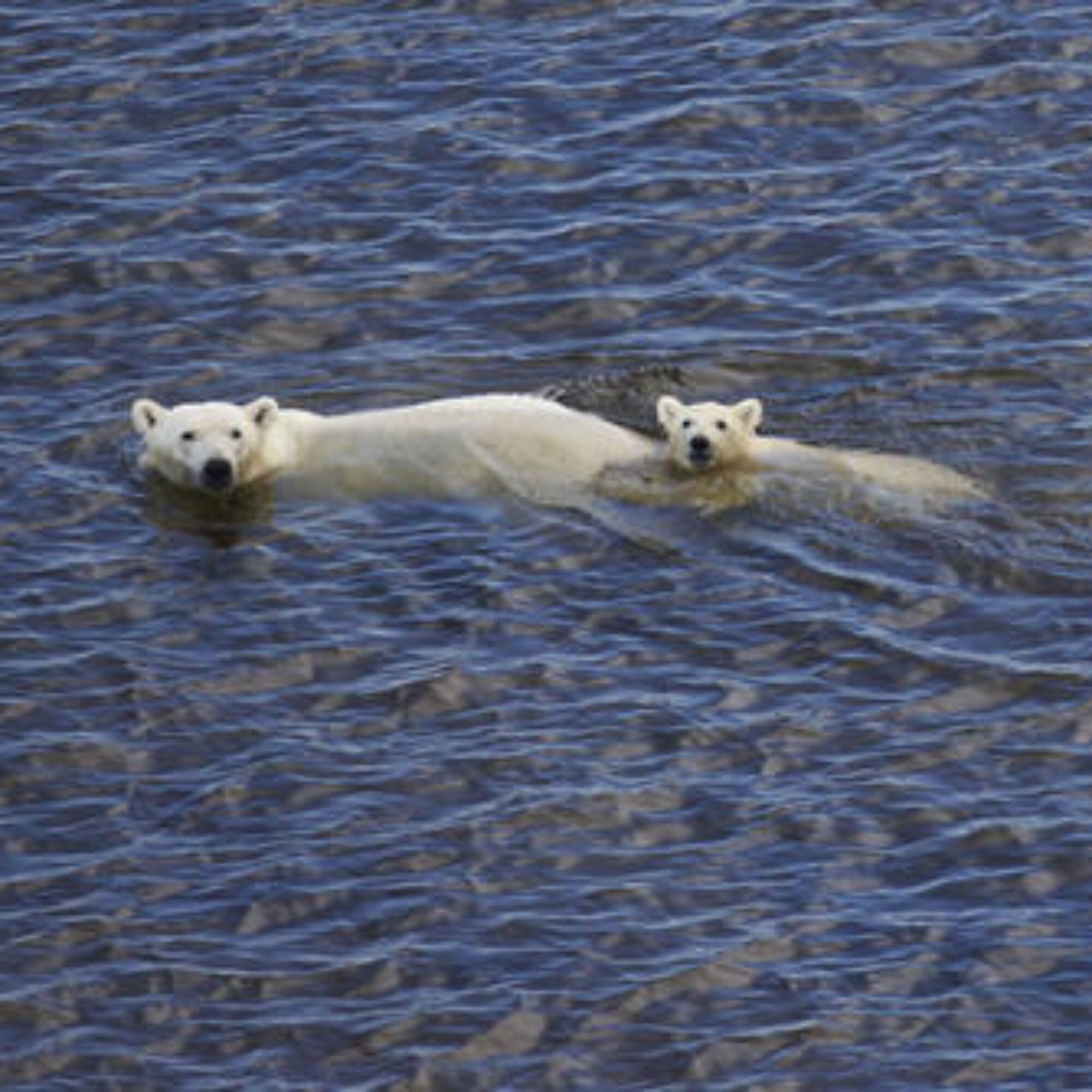 Op/ed Friday: How climate change scientists are undermining efforts to slow global warming