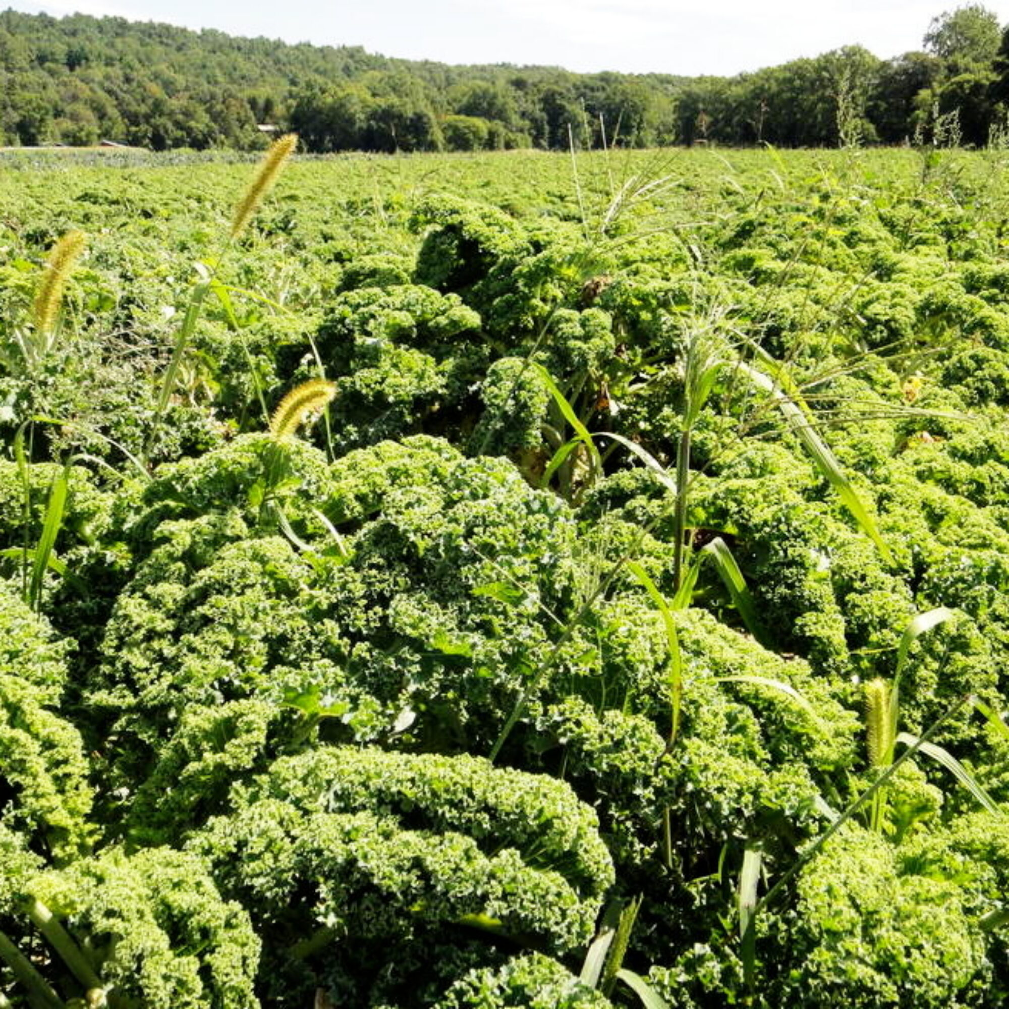 It takes effort to learn to eat more vegetables and legumes