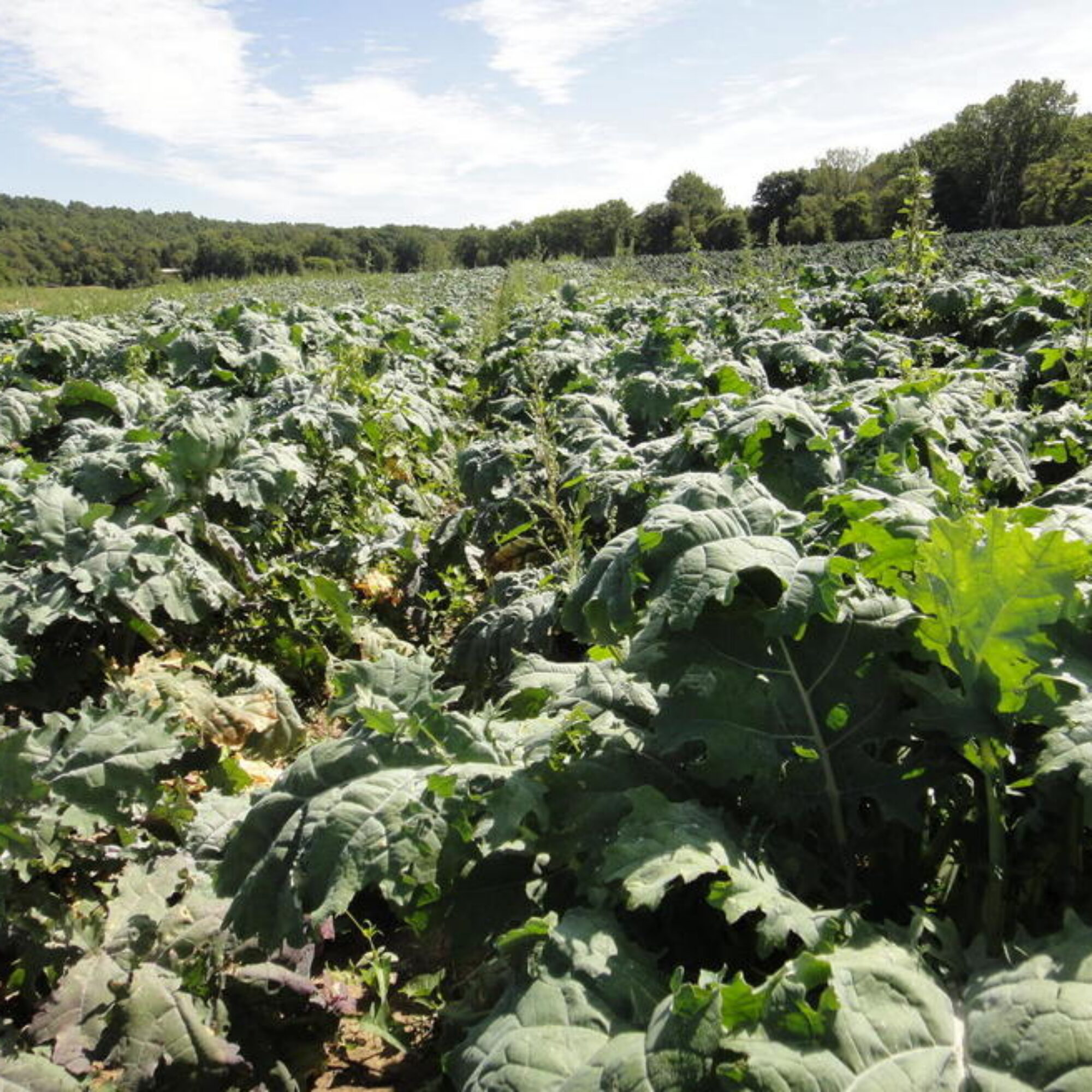 Food comes from dirt, not plastic bags, boxes, and bottles.