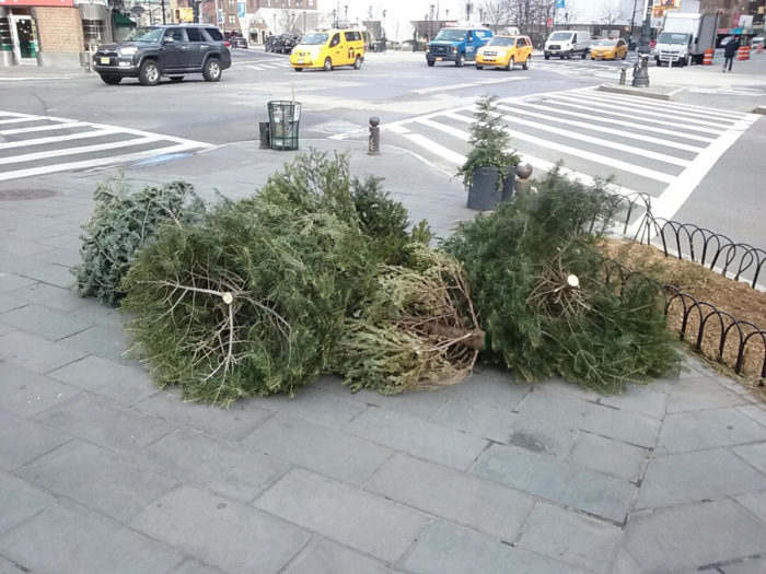December 26, 2017 trees out for disposal