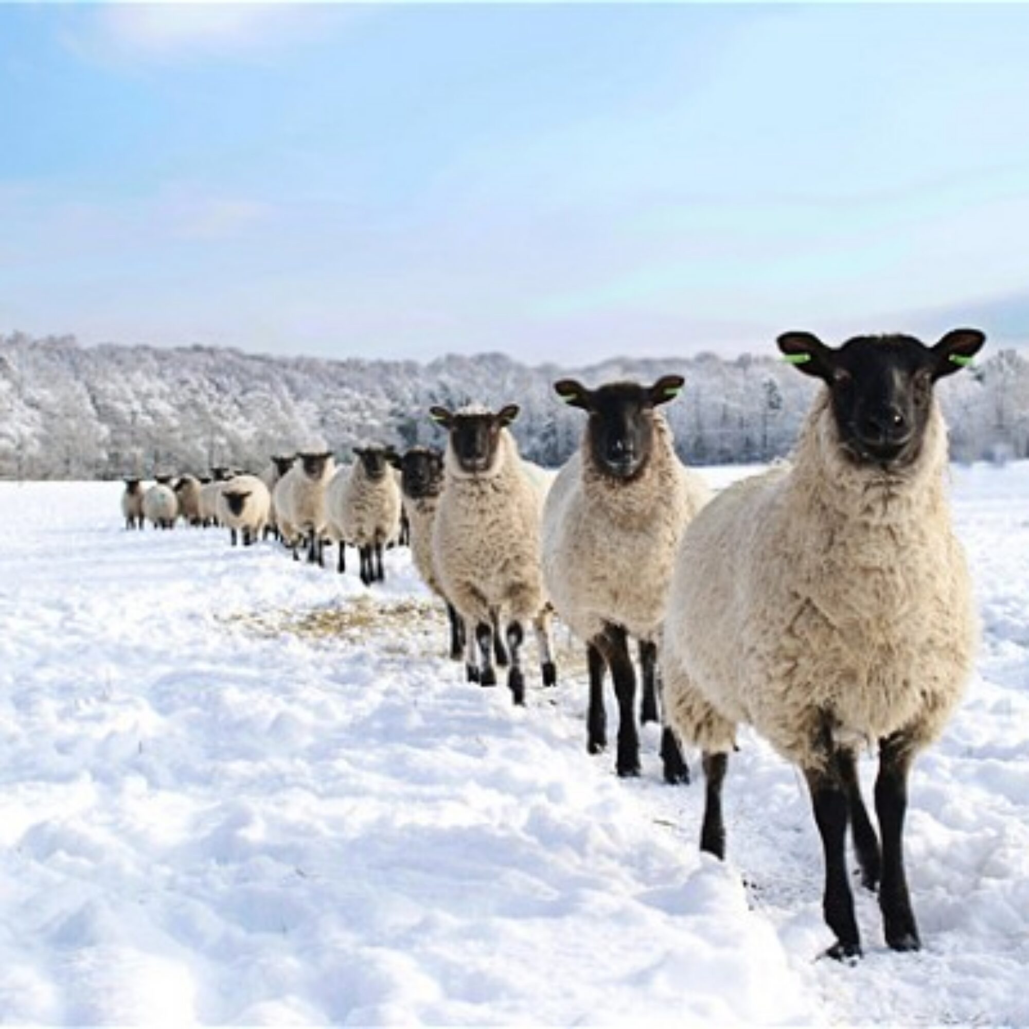 Sheepship: the opposite of leadership