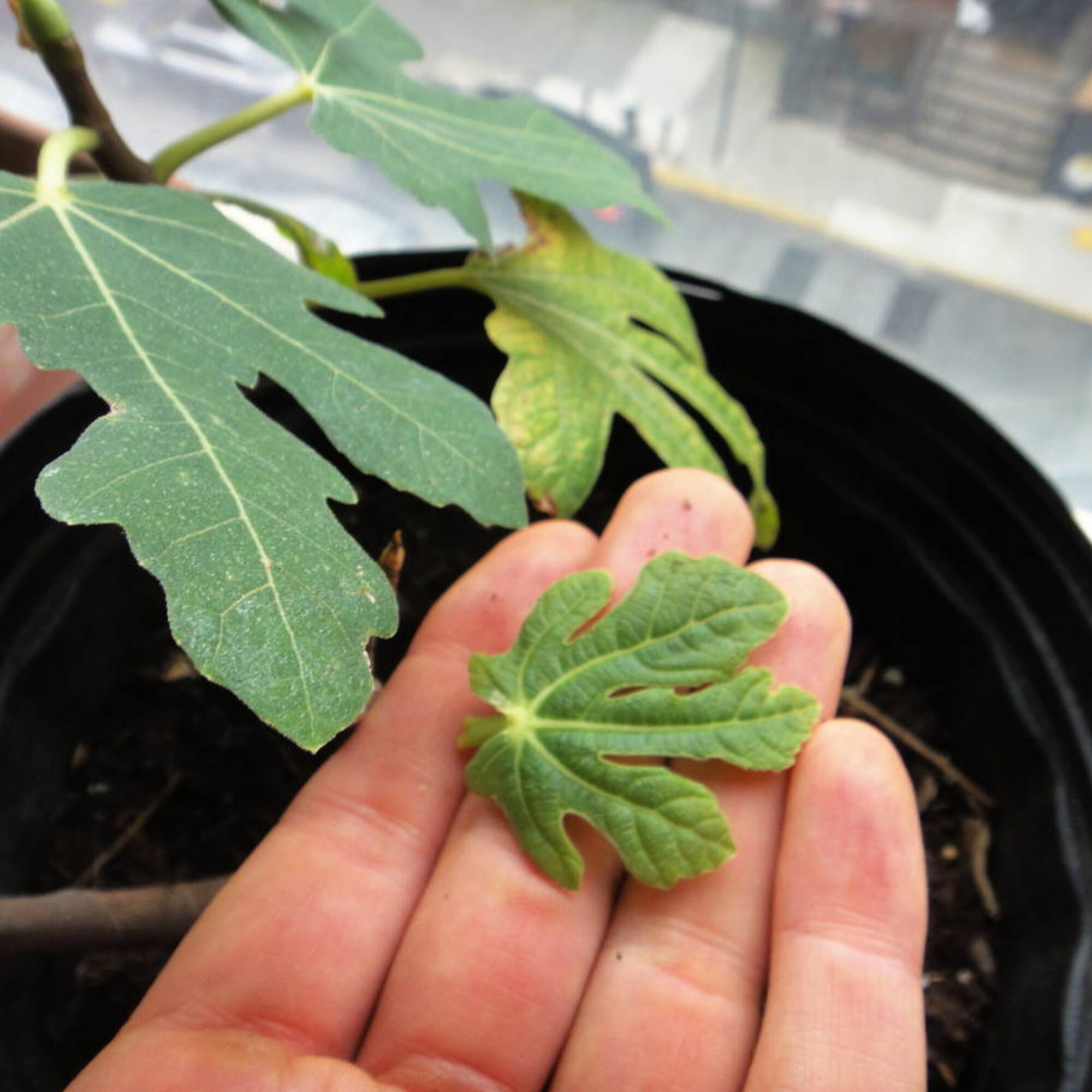 207: My Sad Fig Tragedy