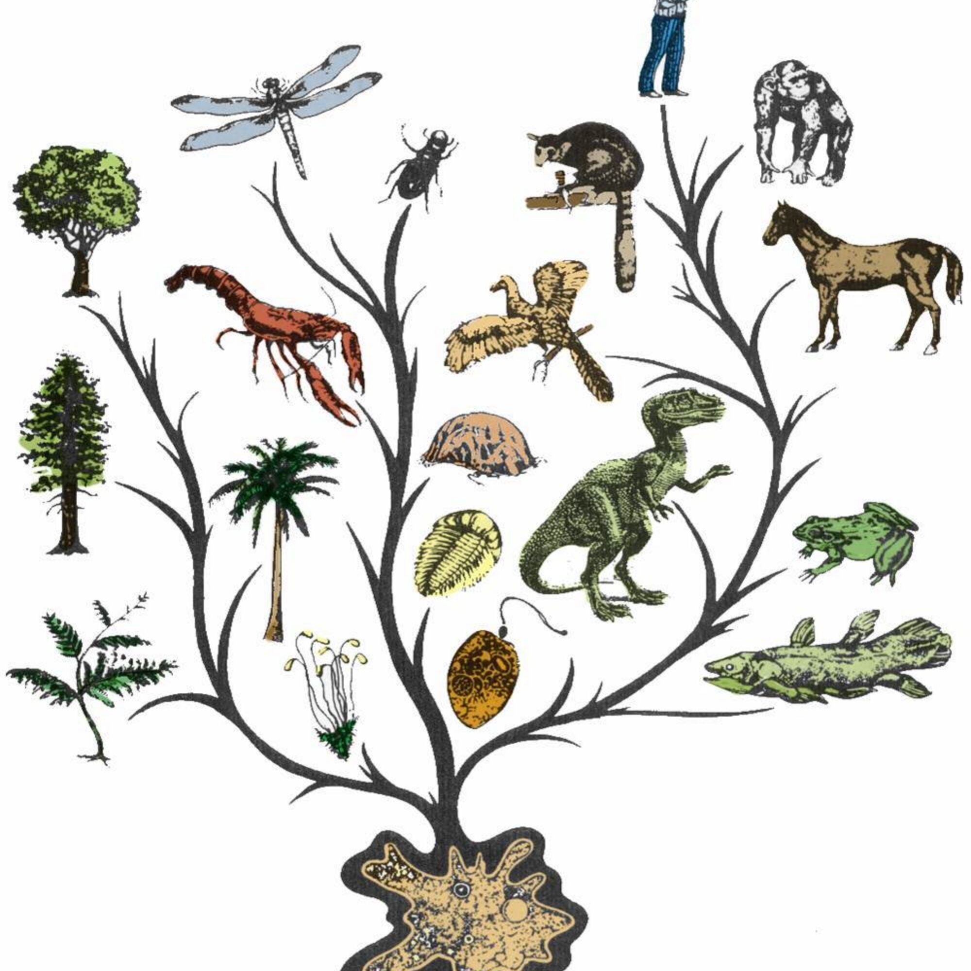 My China Africa story of common ancestors