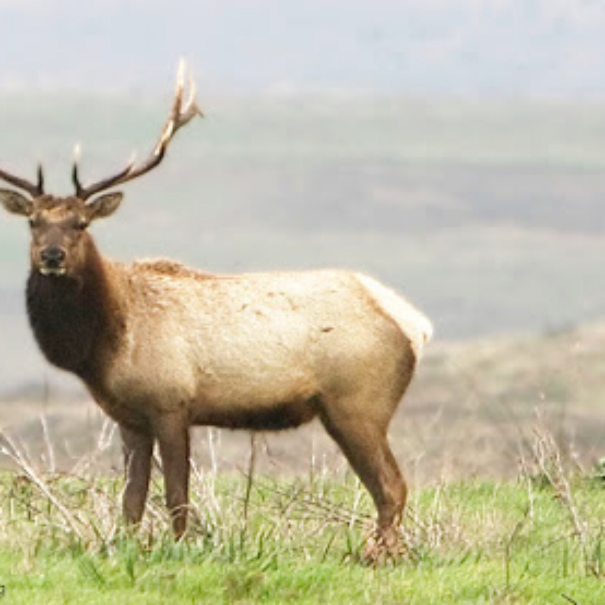 What we can learn from elk hunters