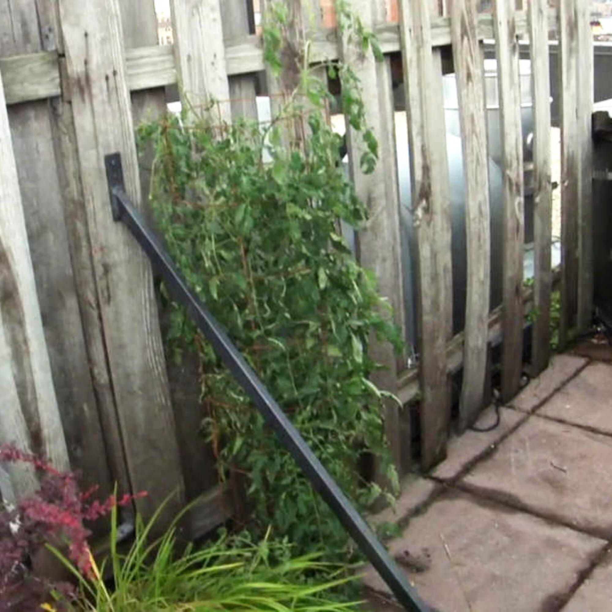Watering my tomato plants means climbing 11 flights every day