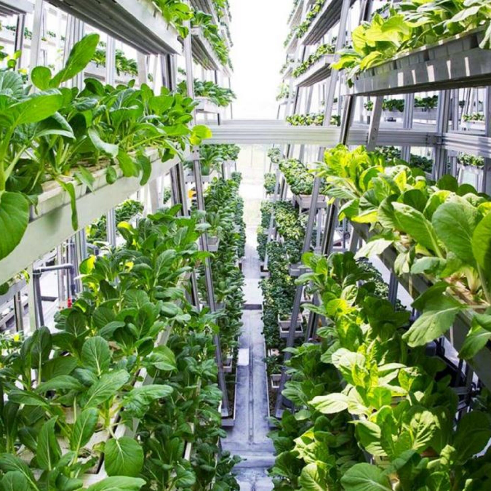 Vertical farms illustrate the problem with fusion
