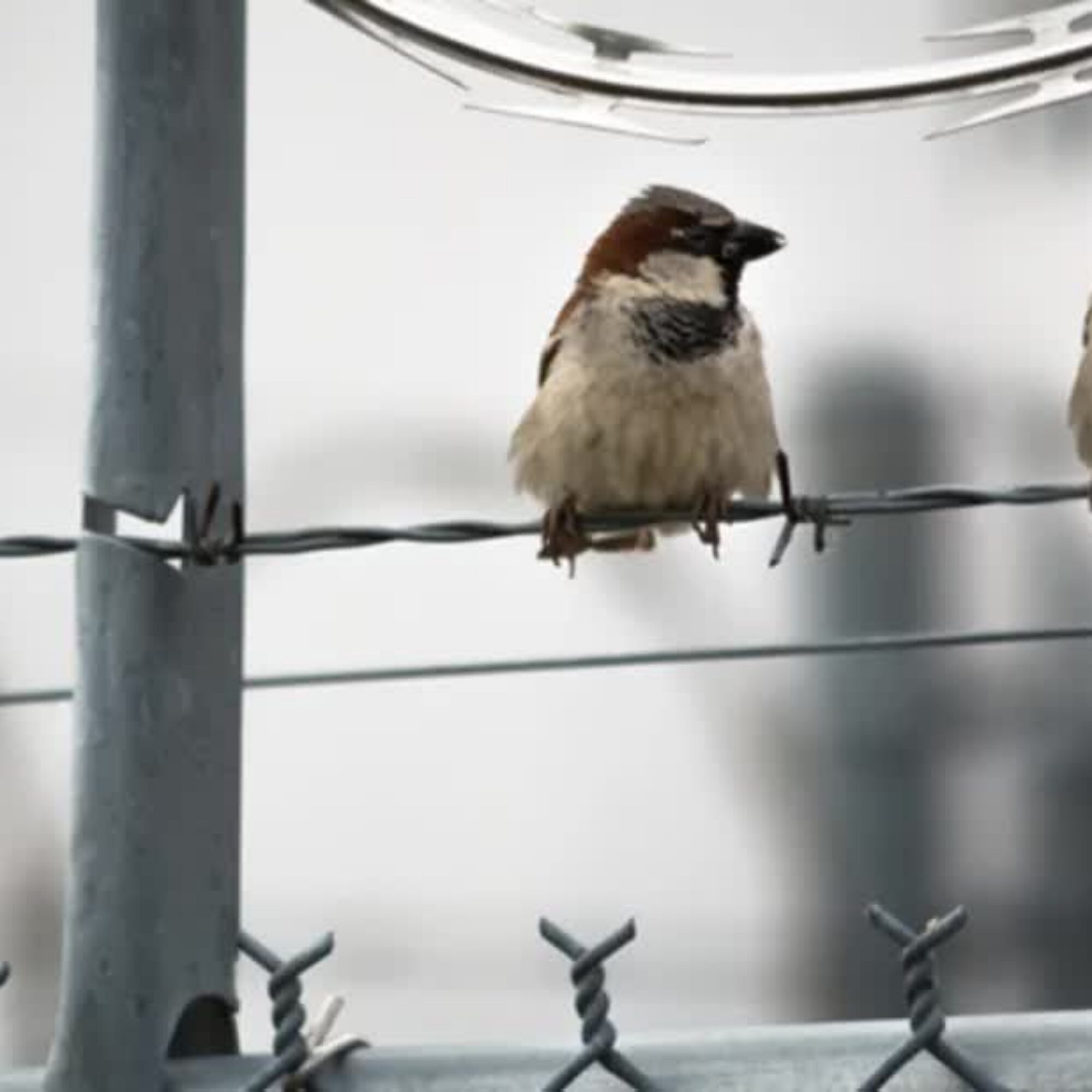 Missing birds