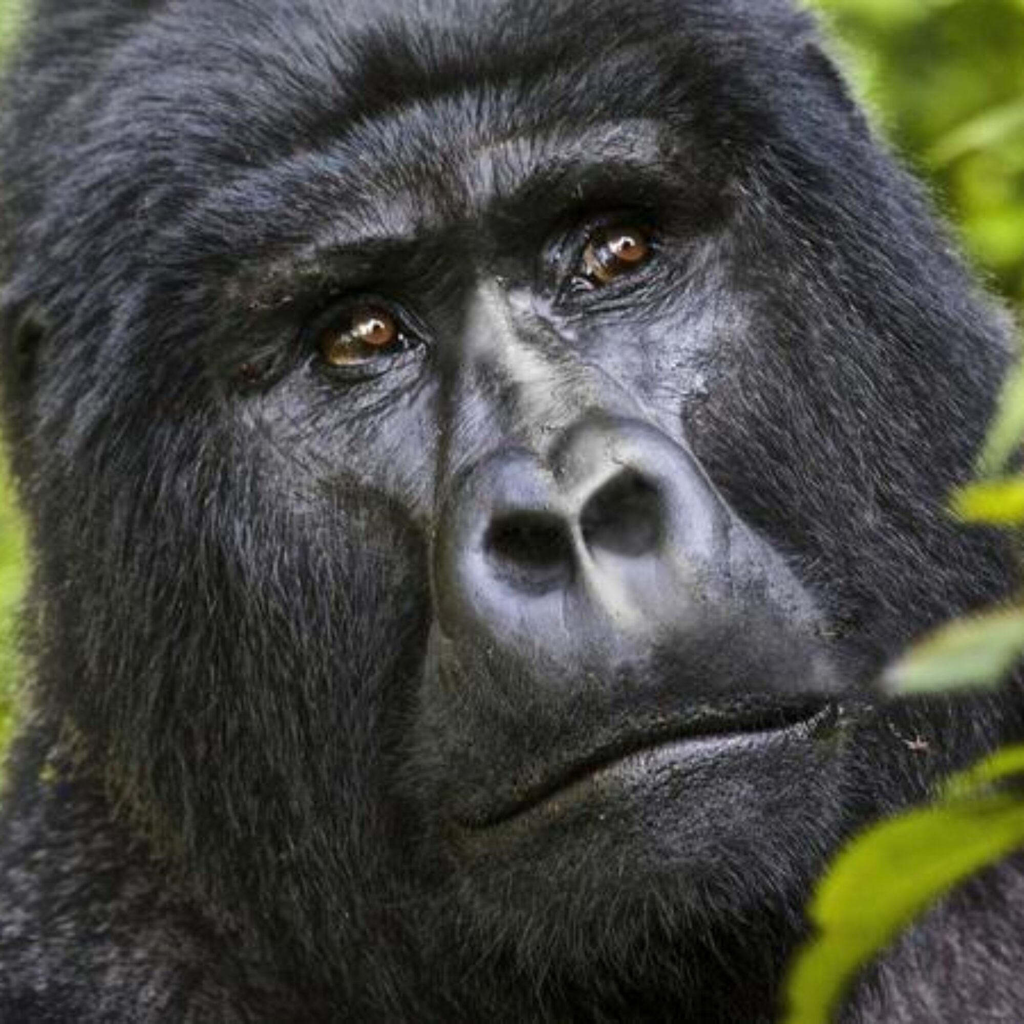 How we’re like gorillas with kids