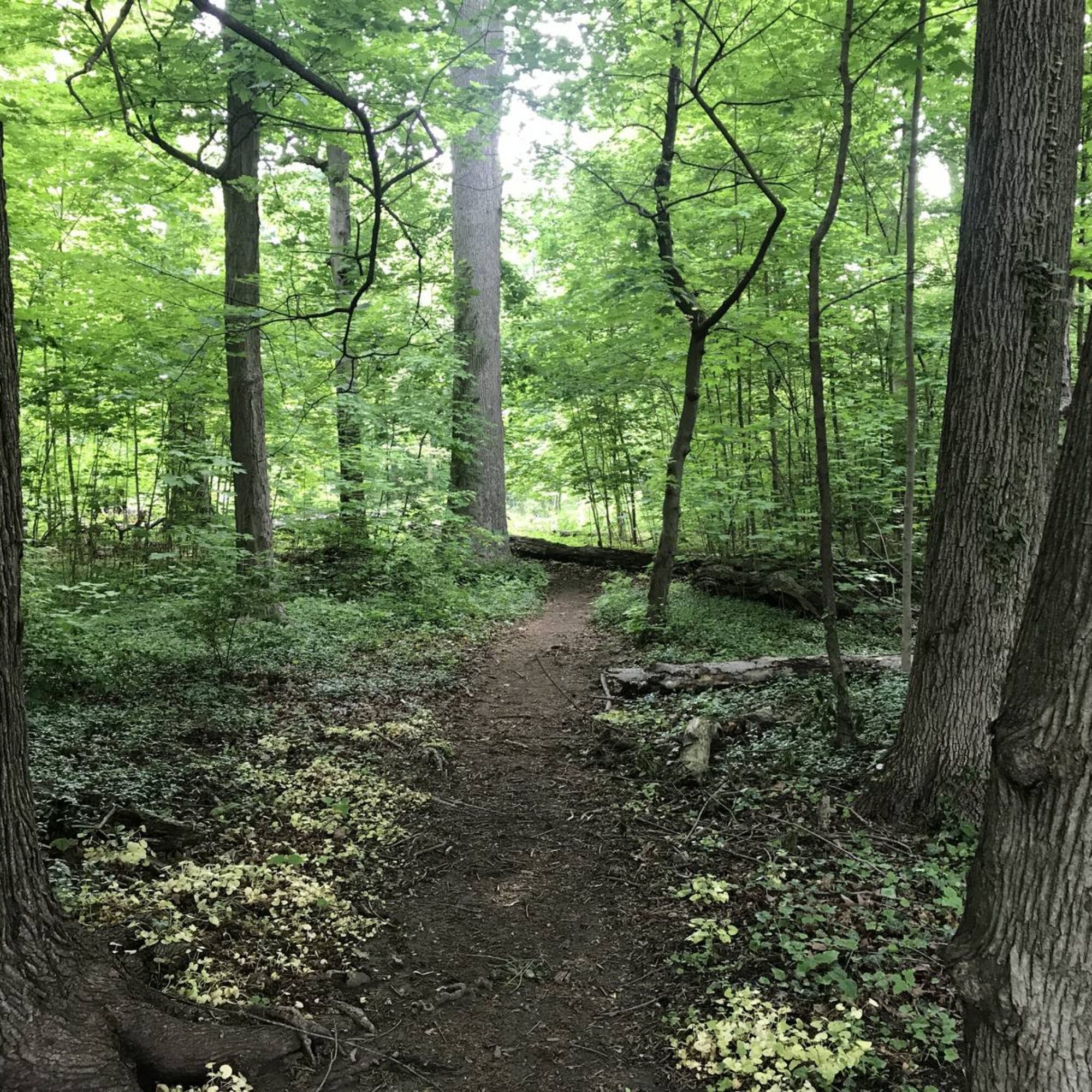 My sidchas, standard procedures, and preferences