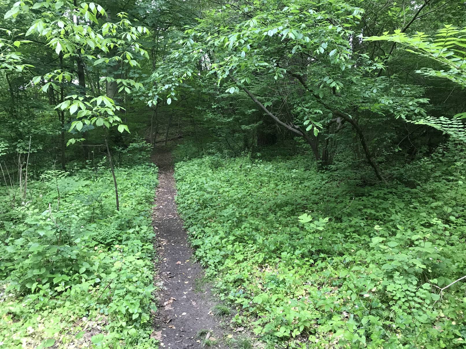 my-sledding-hill-in-may-joshua-spodek