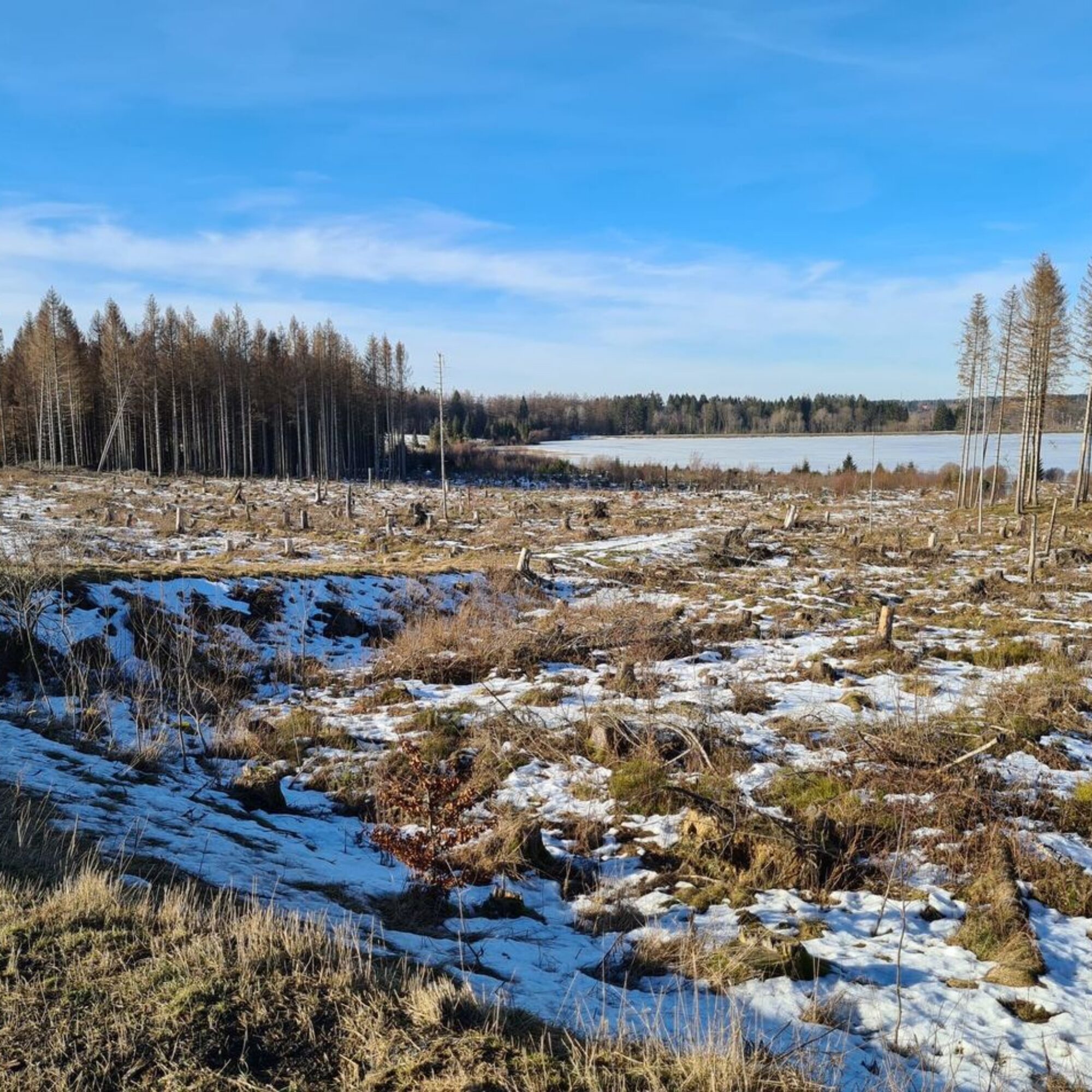 This barren field of stumps was a verdant forest before we changed the climate. How do we not make reversing it our top priority?
