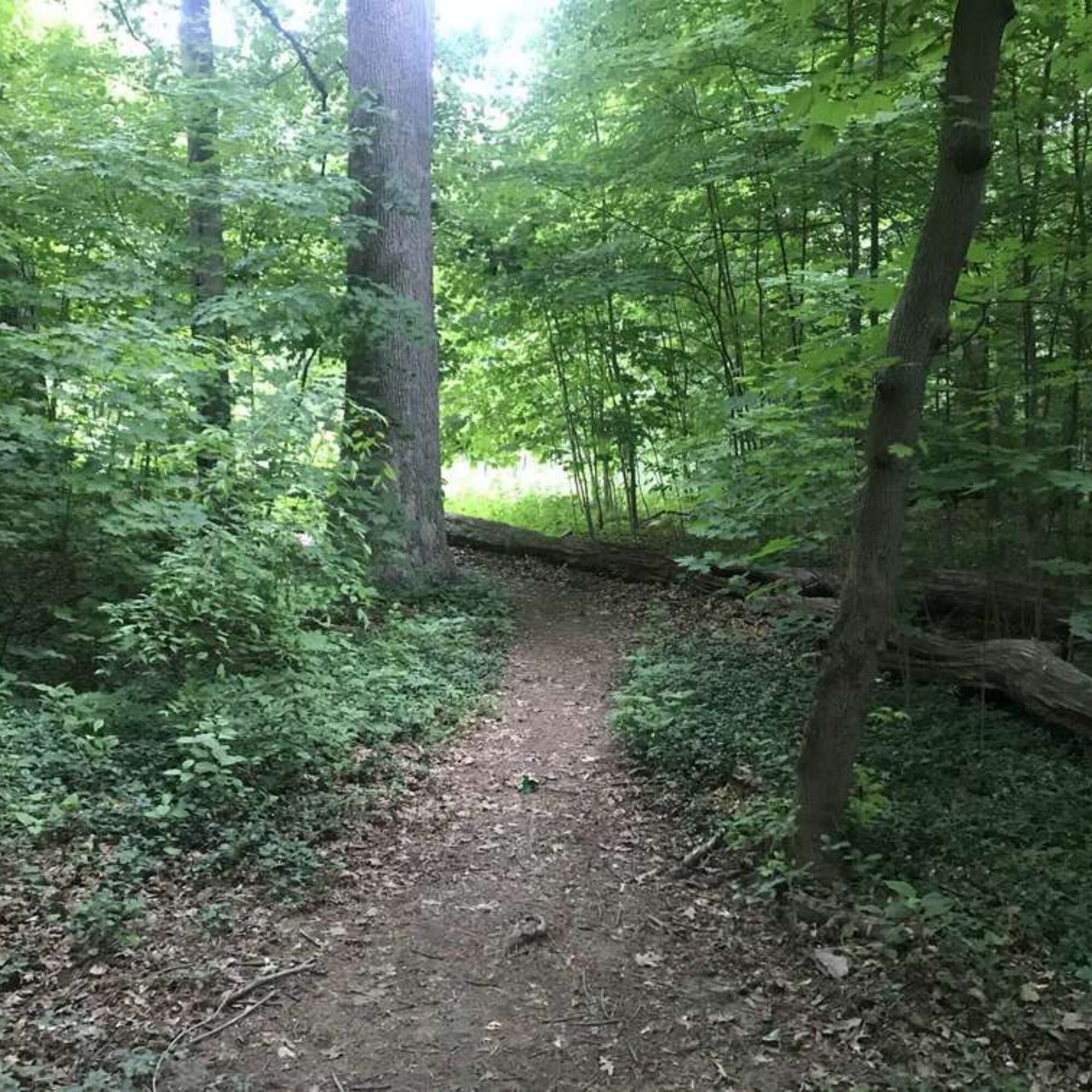 Does environmentalism have a vision?