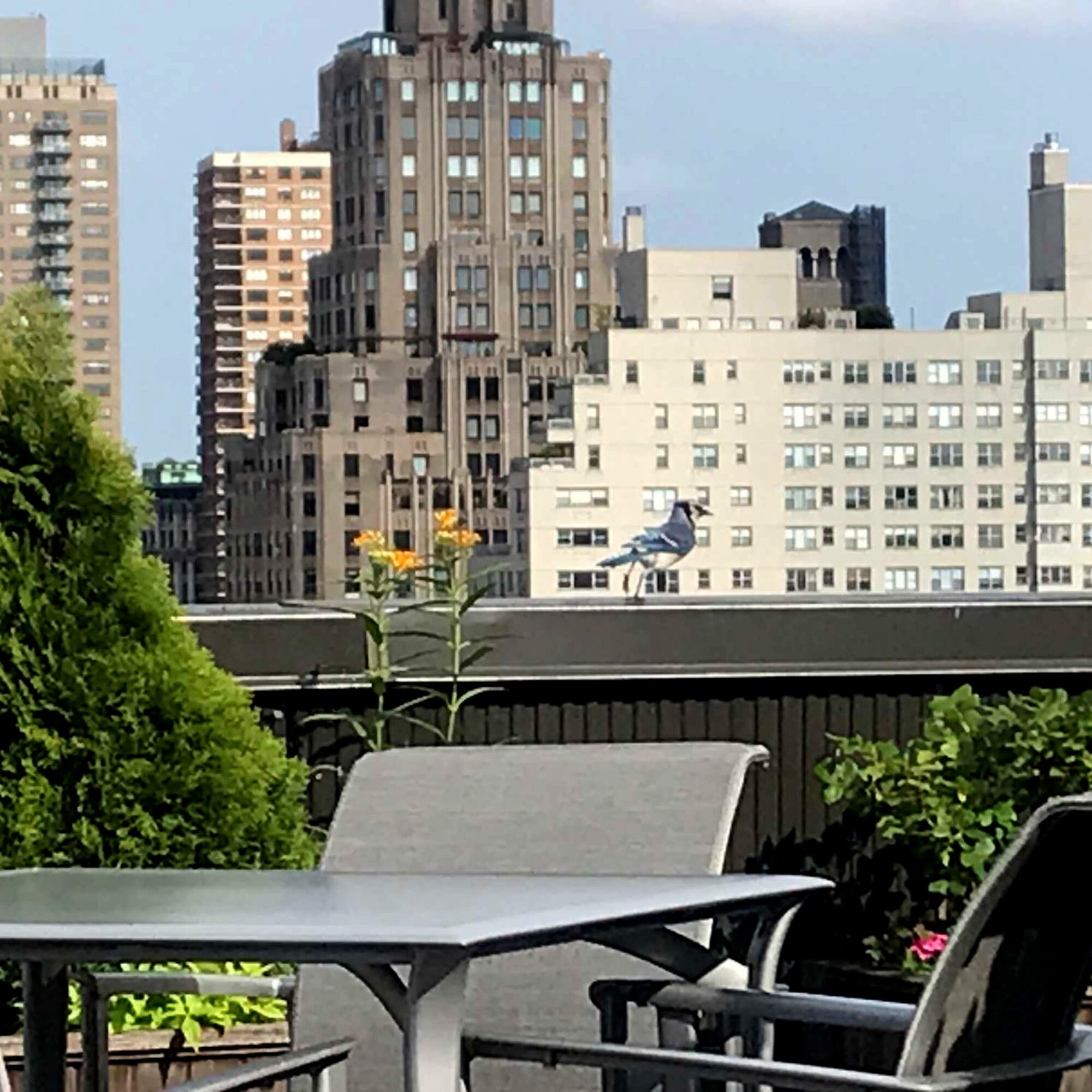 Nature surviving: the blue jay that visits my rooftop