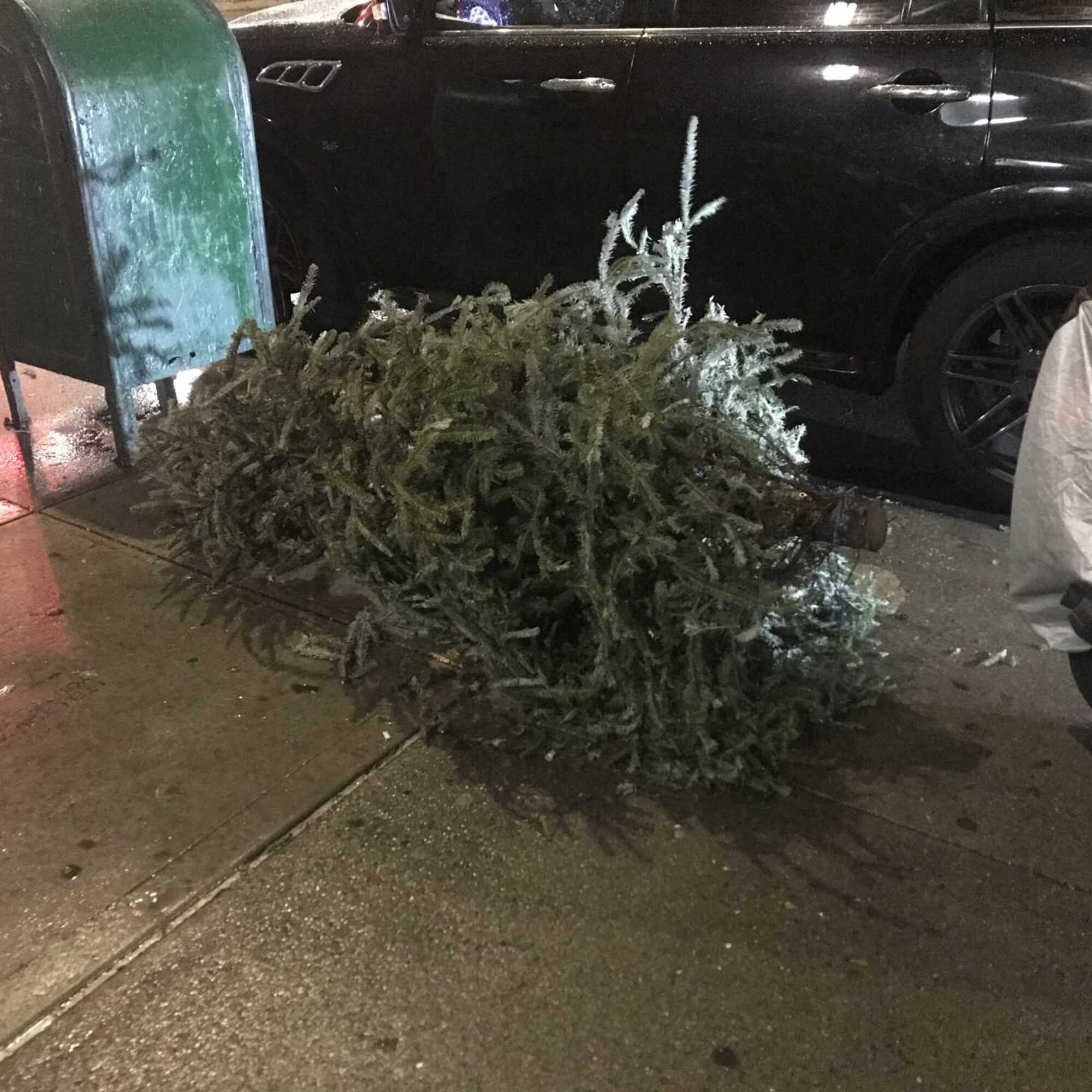Early Christmas pagan trees being sent to landfill. What represents our culture better?