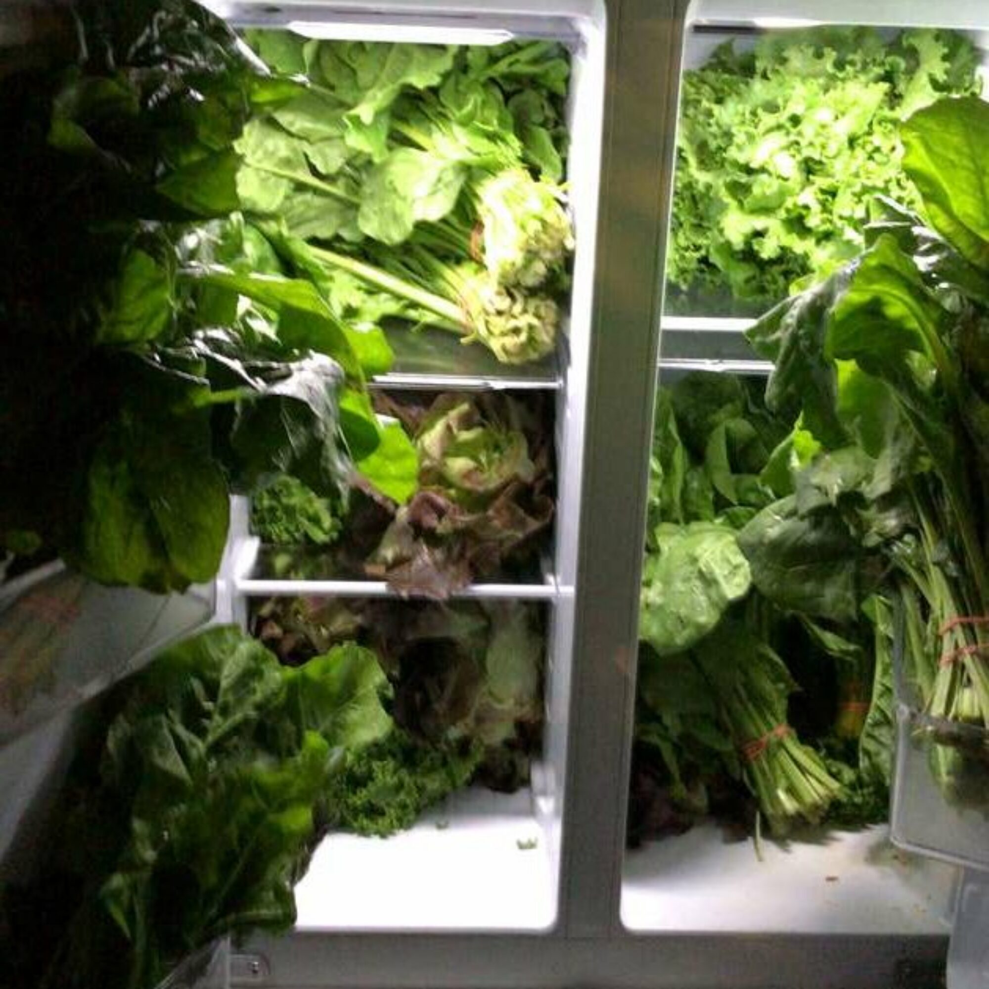 More pictures from volunteering, delivering farm fresh vegetables.
