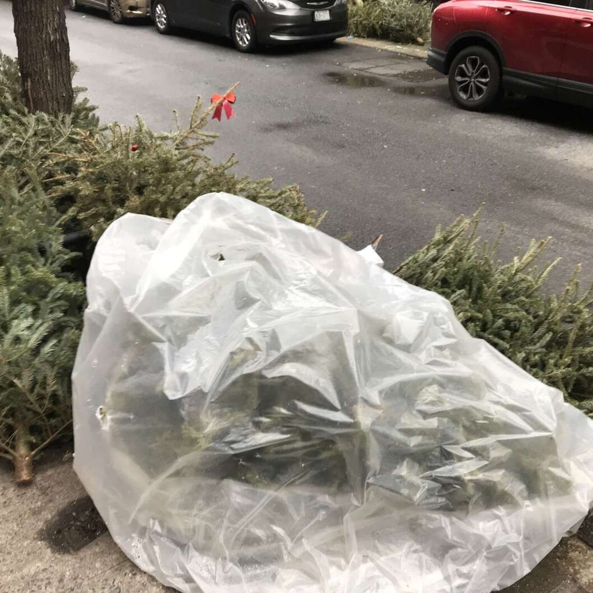 More Christmas Pagan Trees in the gutter and garbage.