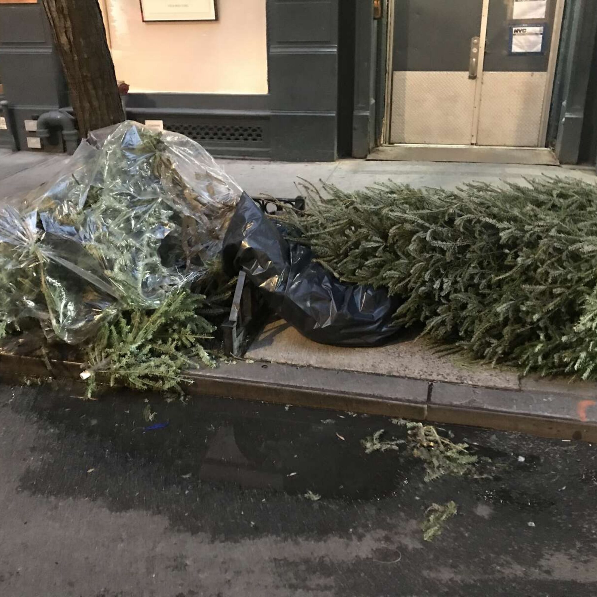 More undignified trashed Christmas pagan trees. January 13, almost done?