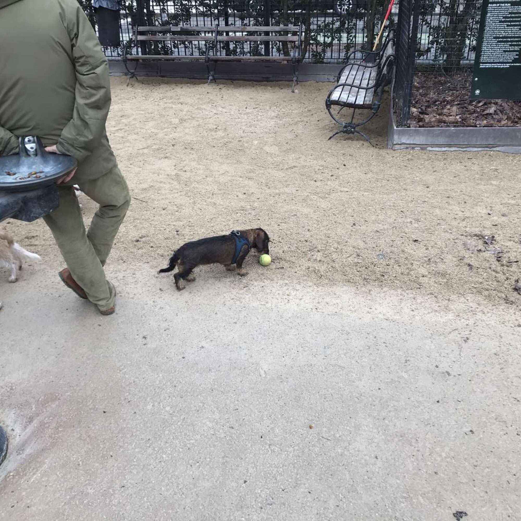 Cute dogs and delaying waste by reusing old tennis balls