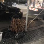 Another Disposed of Christmas Pagan Tree… in May!