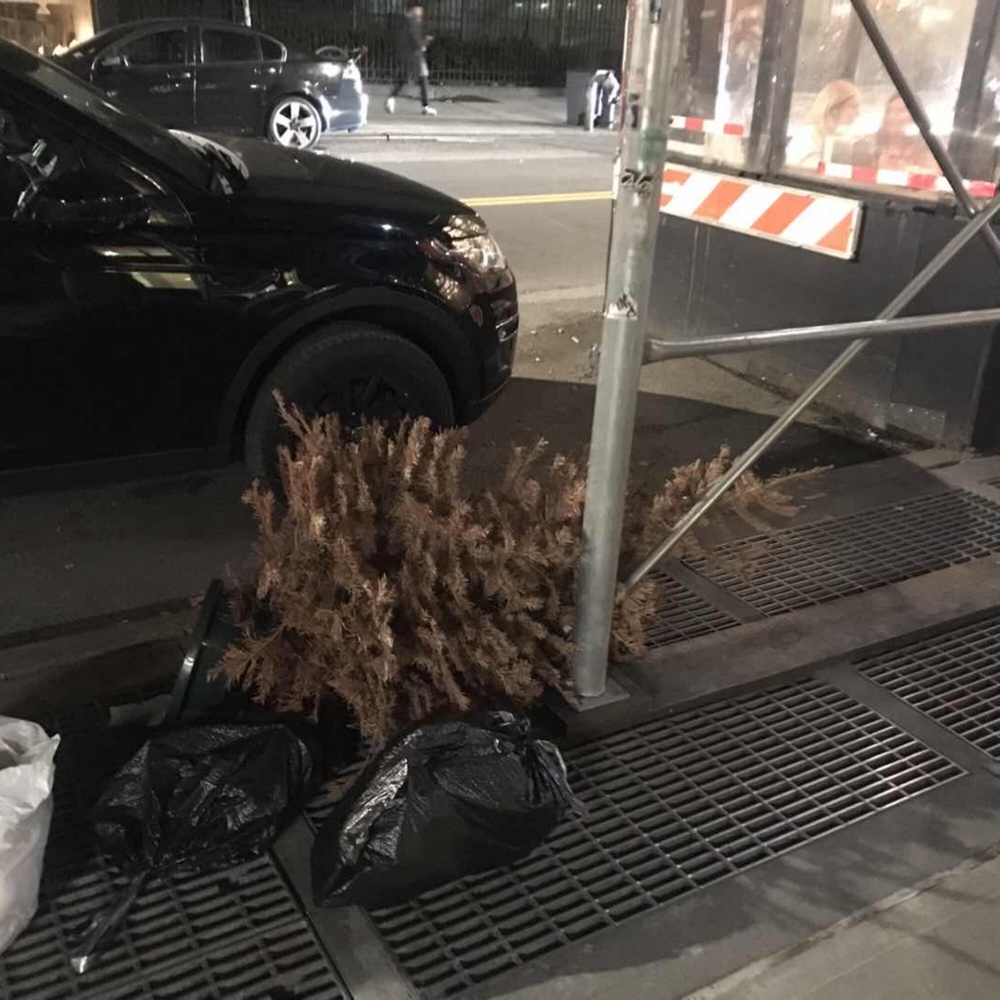 Another Disposed of Christmas Pagan Tree… in May!