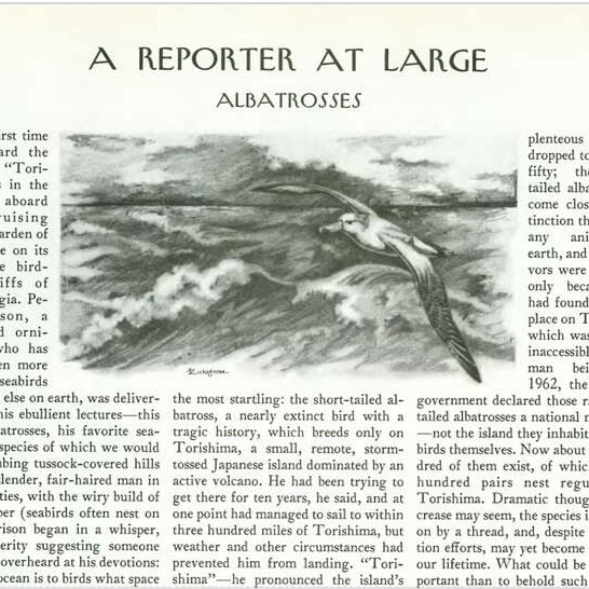 This Week’s Selected Media, June 30, 2024: Albatrosses