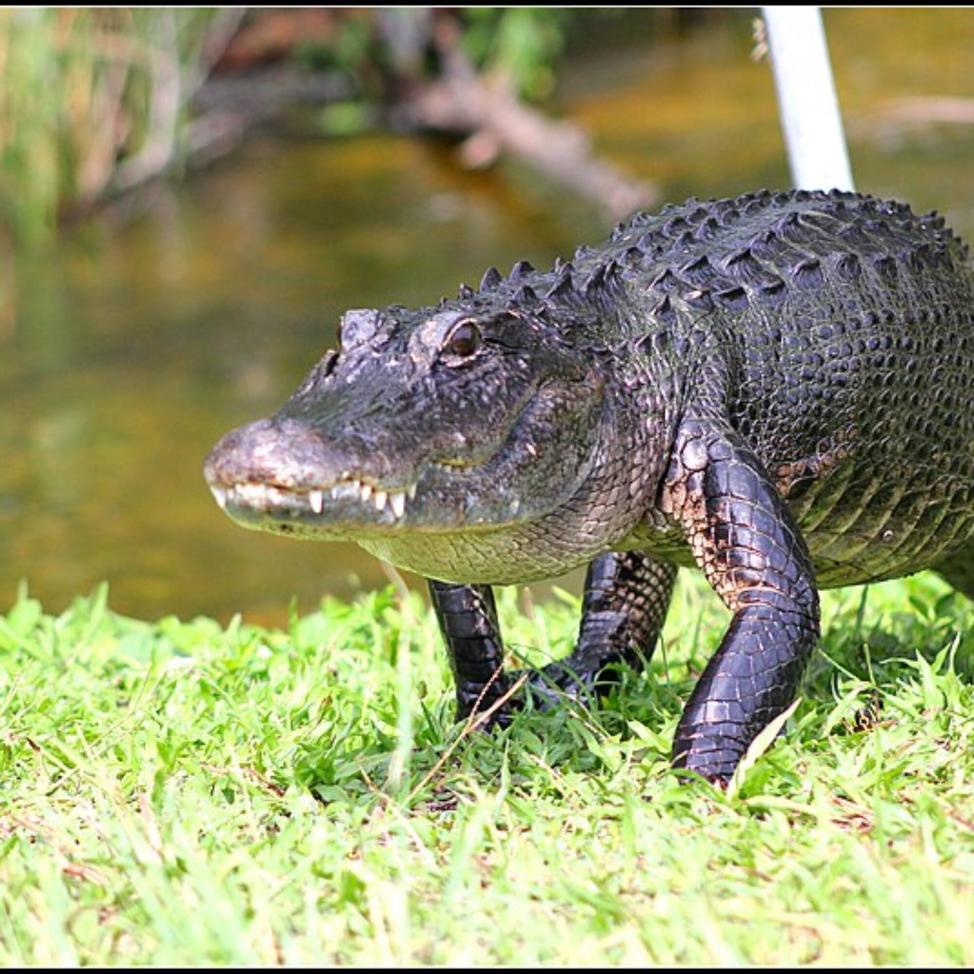 Quirky nature question: If an alligator can live 3 years without eating, when precisely does it die of hunger?