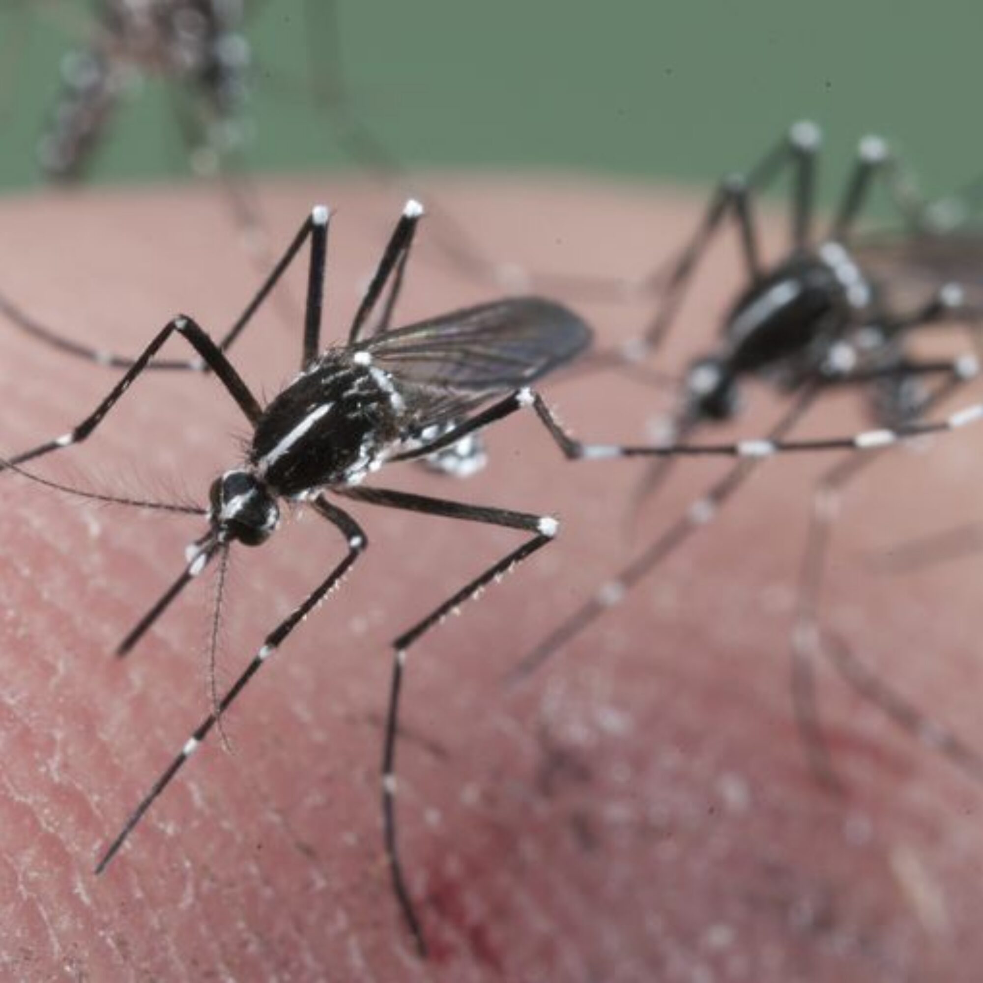 Our environmental symptoms aren’t like a mosquito. They’re like a flat tire while riding a bike: you have to stop and face them to solve them.