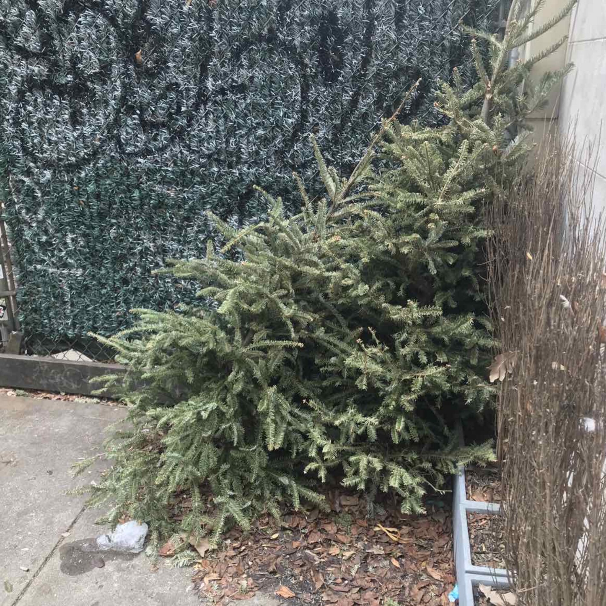Hundreds of trashed dead Christmas pagan trees, 2025
