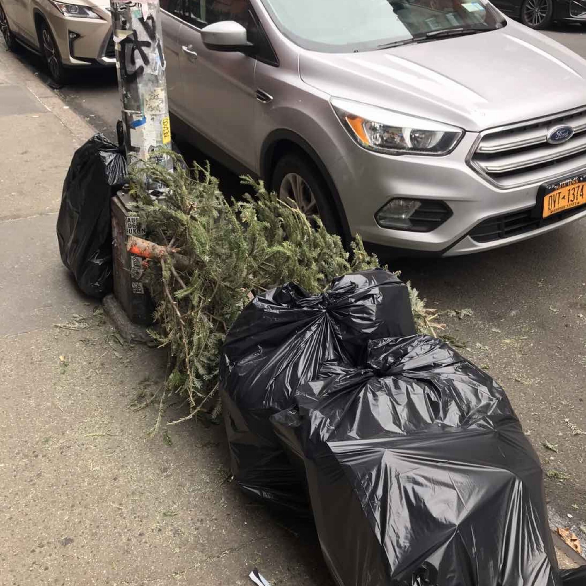 The last dead Christmas Pagan Tree of the season, at the end of March?
