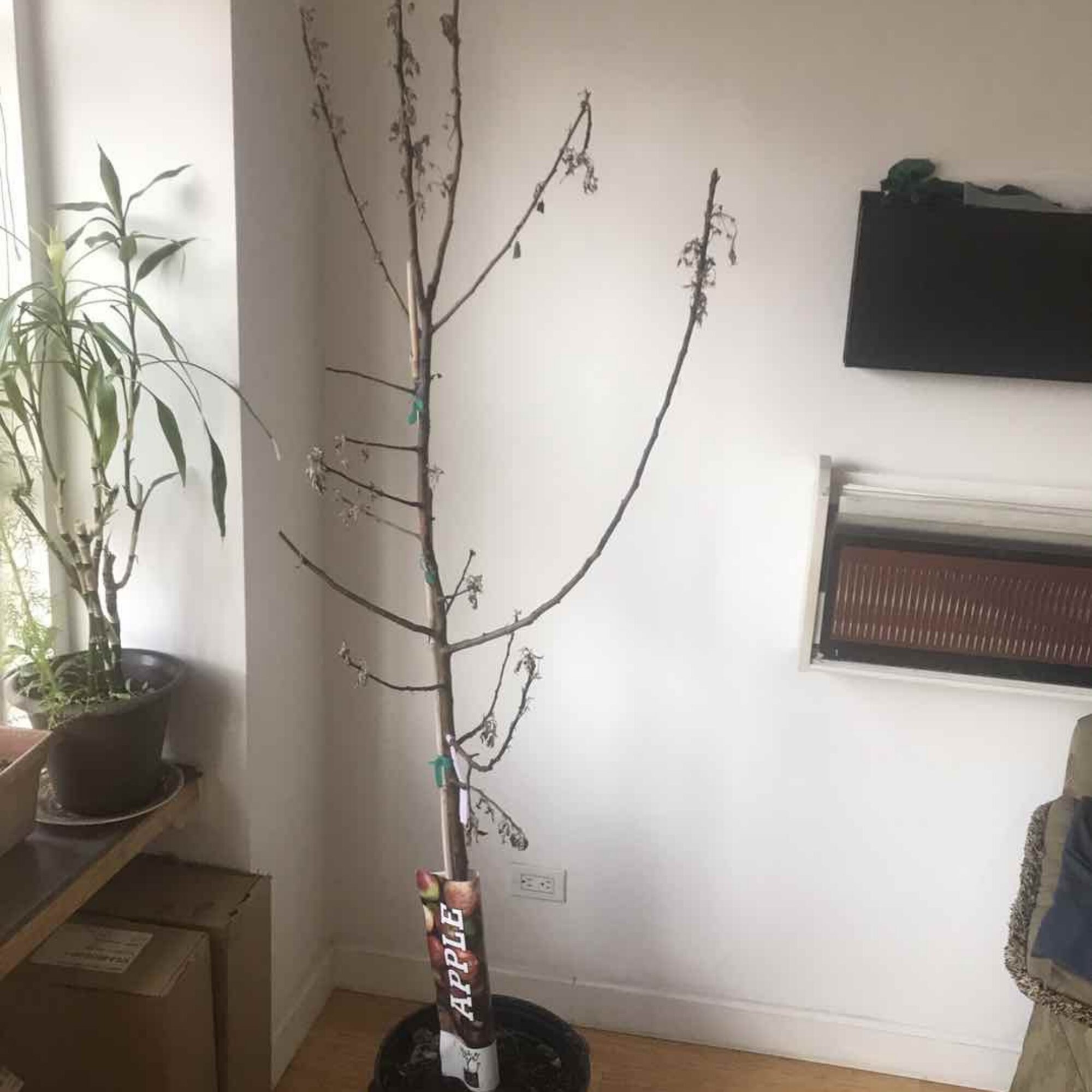 Can I save this apple tree a neighbor threw away?