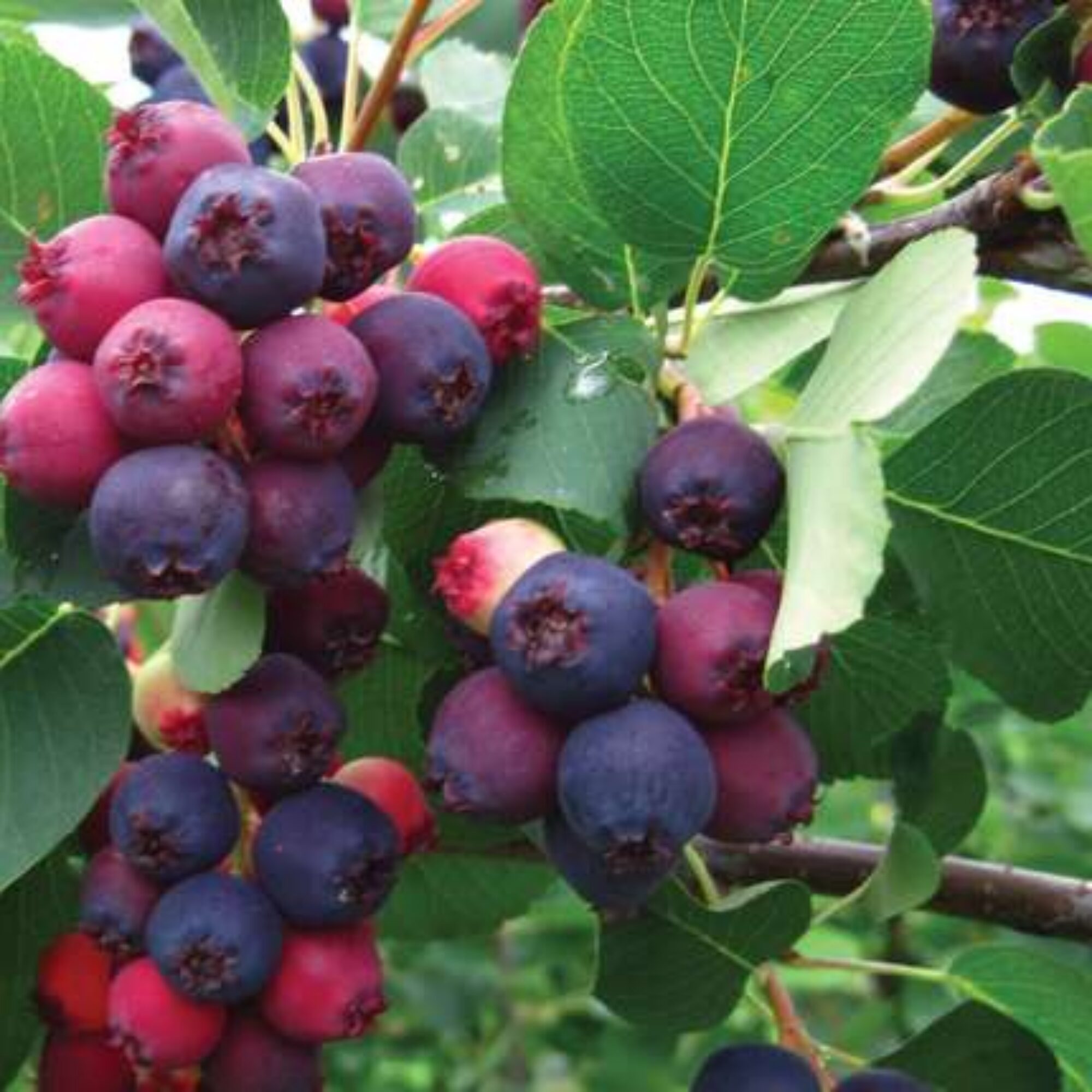 Juneberries, the law, and discovering local fruit