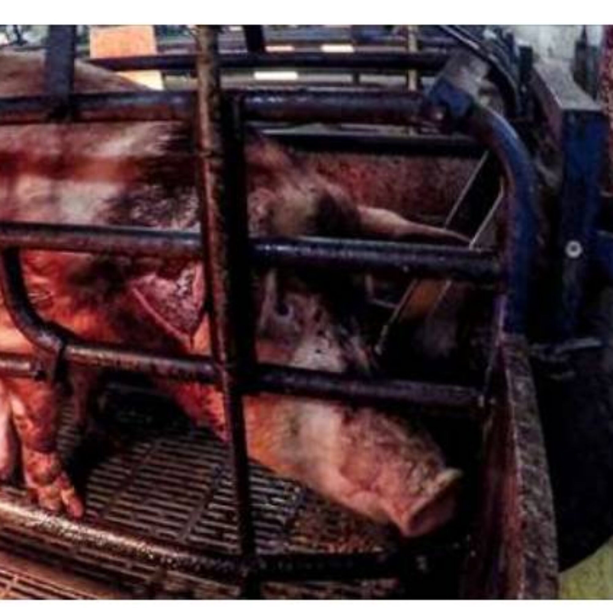 How much pet food comes from factory farms that brutalize animals?