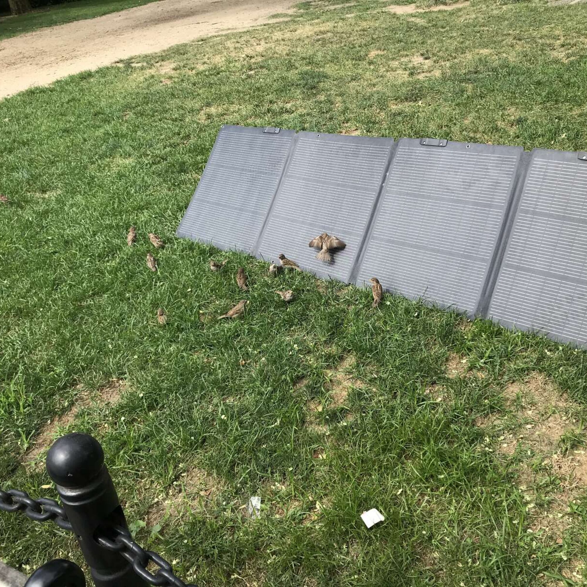 Birds like playing on my solar panels (cute picture and video)