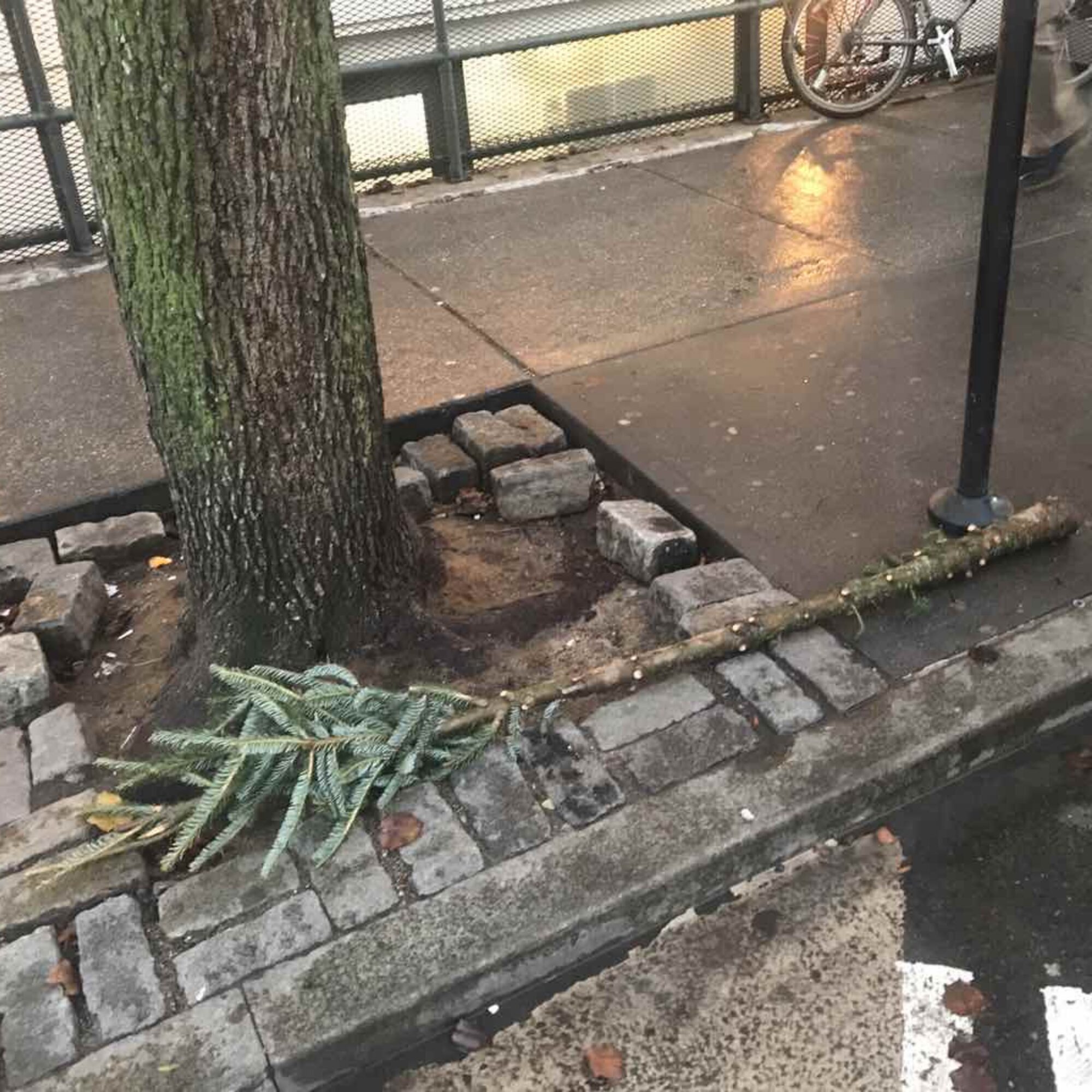 The second trashed Christmas Pagan Tree of the season, six days before Christmas