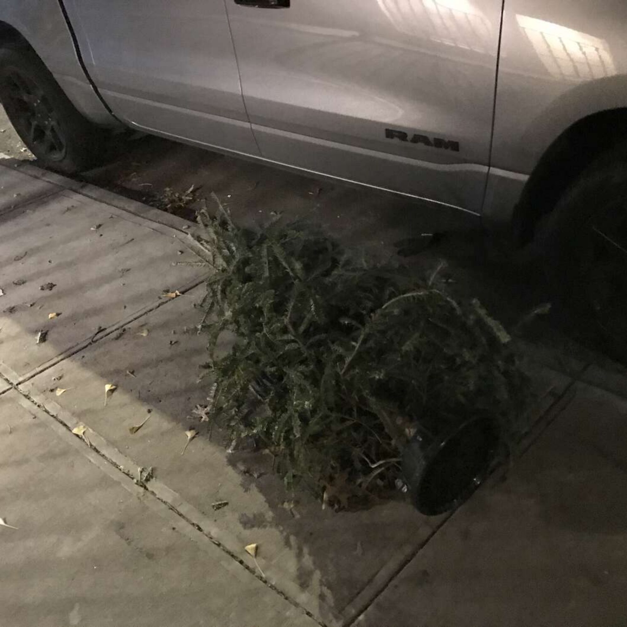 Four more trashed Christmas Pagan Trees, five days before Christmas. I’m not looking for them. Why not at least keep them until Christmas?