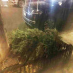 The first trashed Christmas Pagan Tree of the season, a week before Christmas
