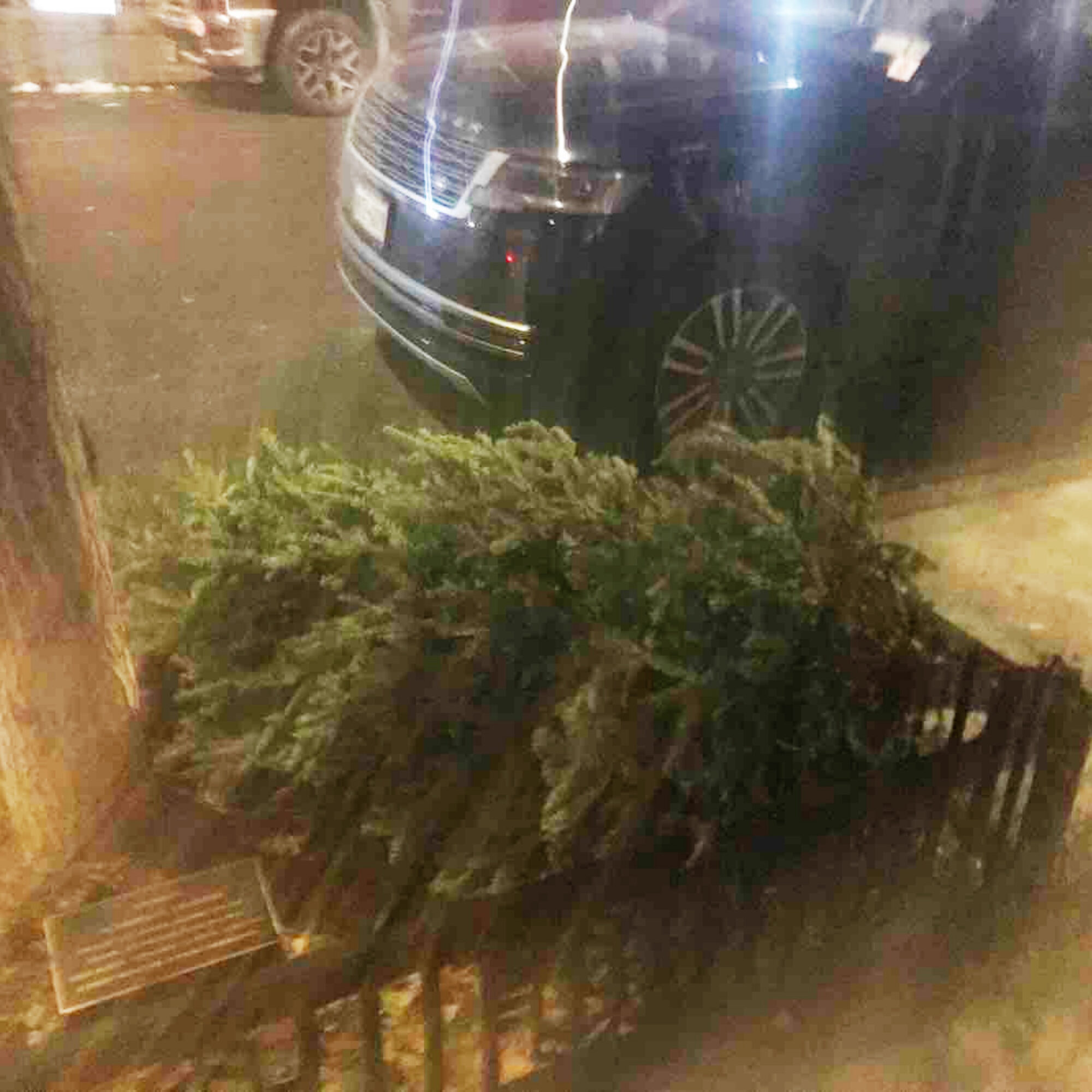 The first trashed Christmas Pagan Tree of the season, a week before Christmas