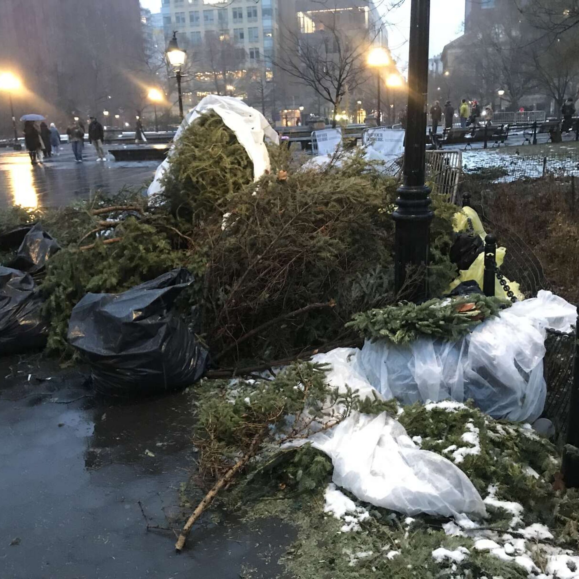 Two months of Christmas pagan trees, hundreds of trees, thrown away