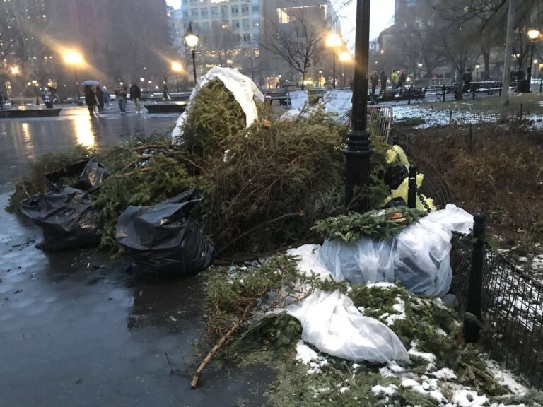 Read more about the article Two months of Christmas pagan trees, hundreds of trees, thrown away