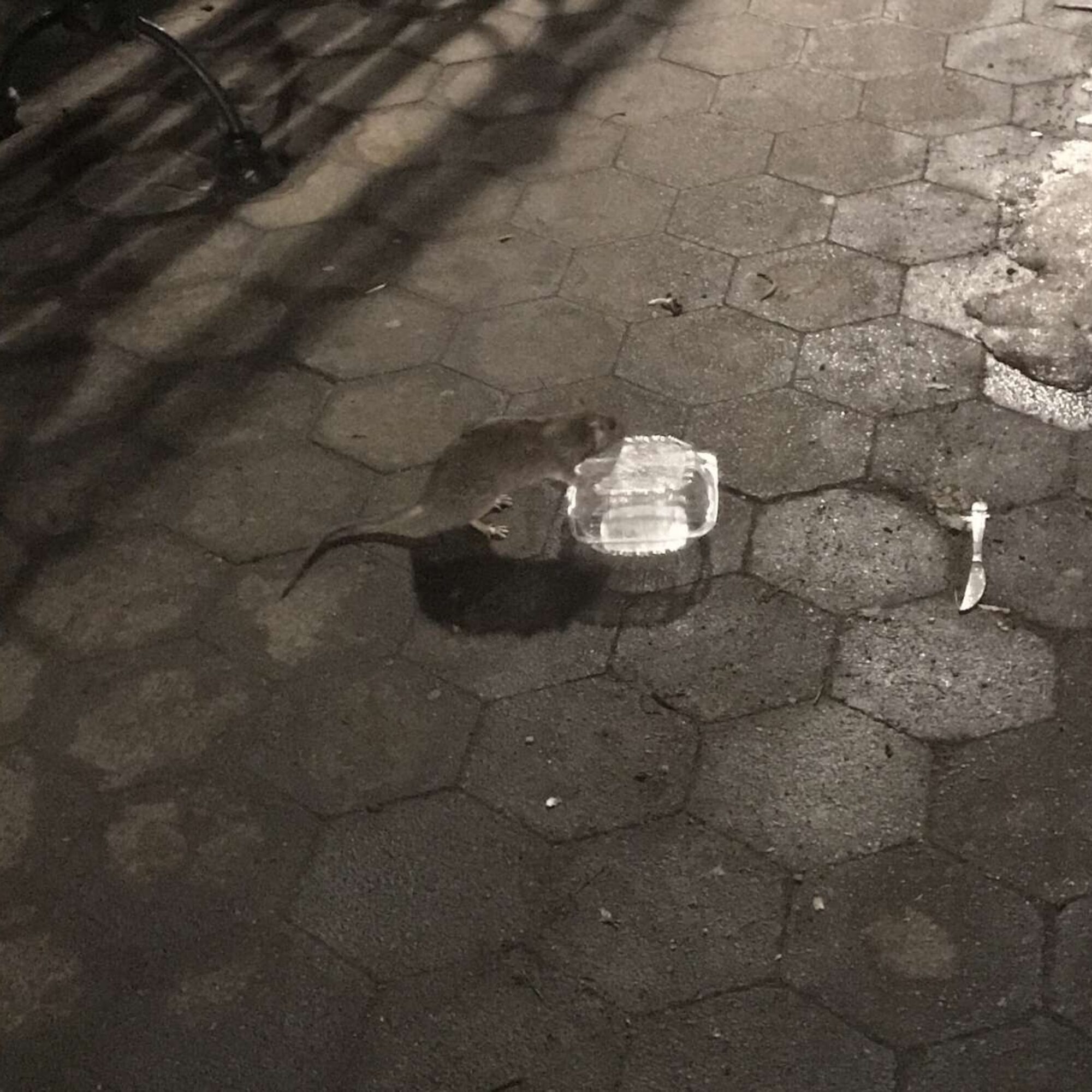 A rat and plastic in Washington Square Park, of the many due to garbage and litter