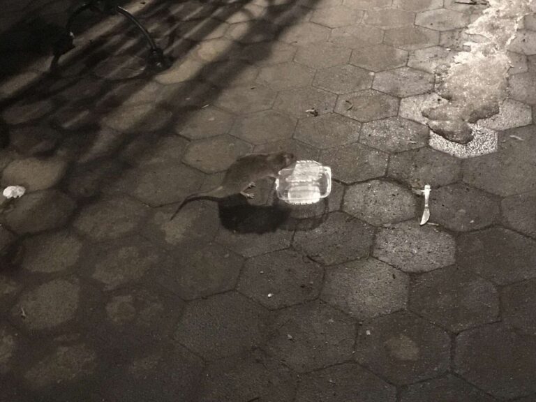 Read more about the article A rat and plastic in Washington Square Park, of the many due to garbage and litter