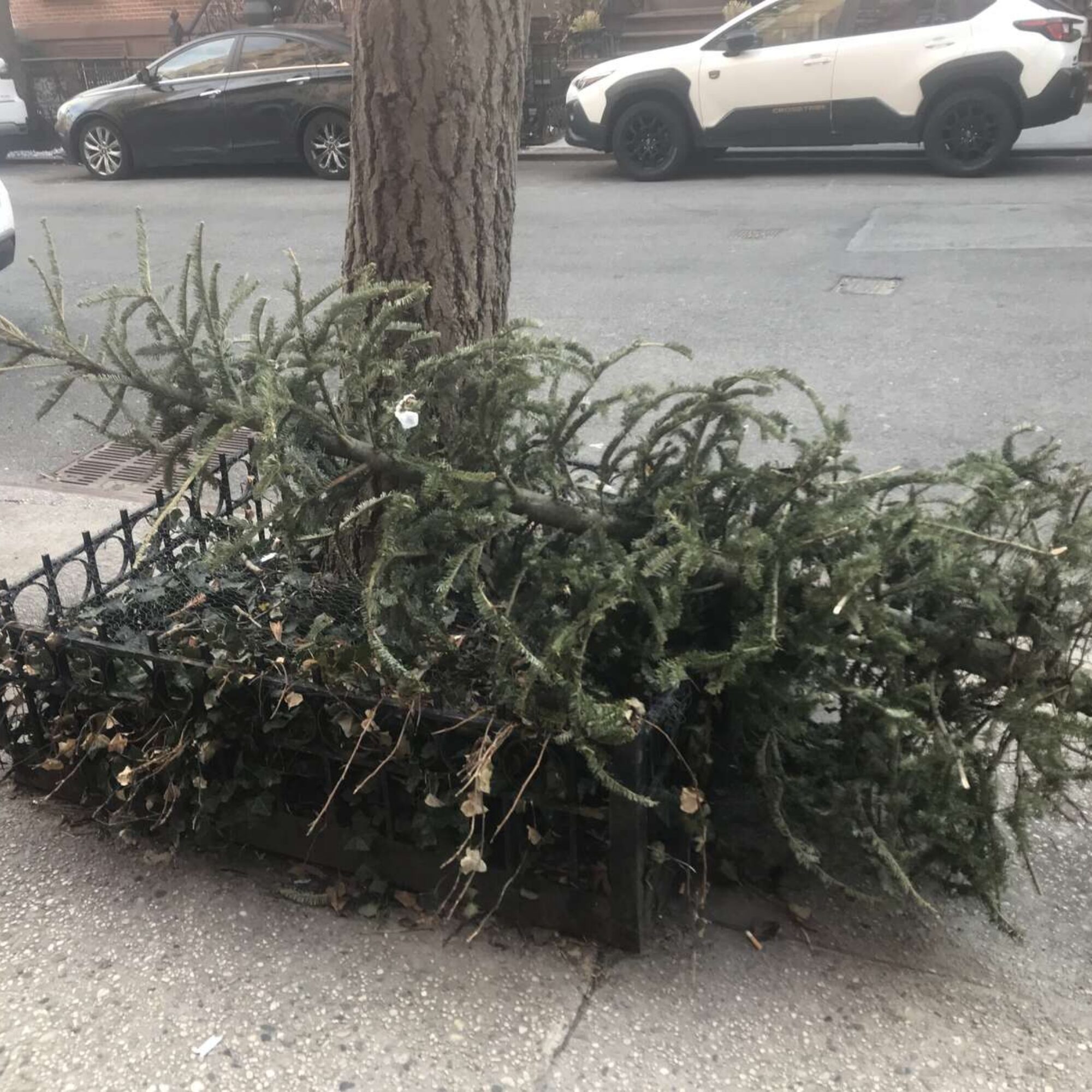 The last Christmas Pagan Trees of the Season?